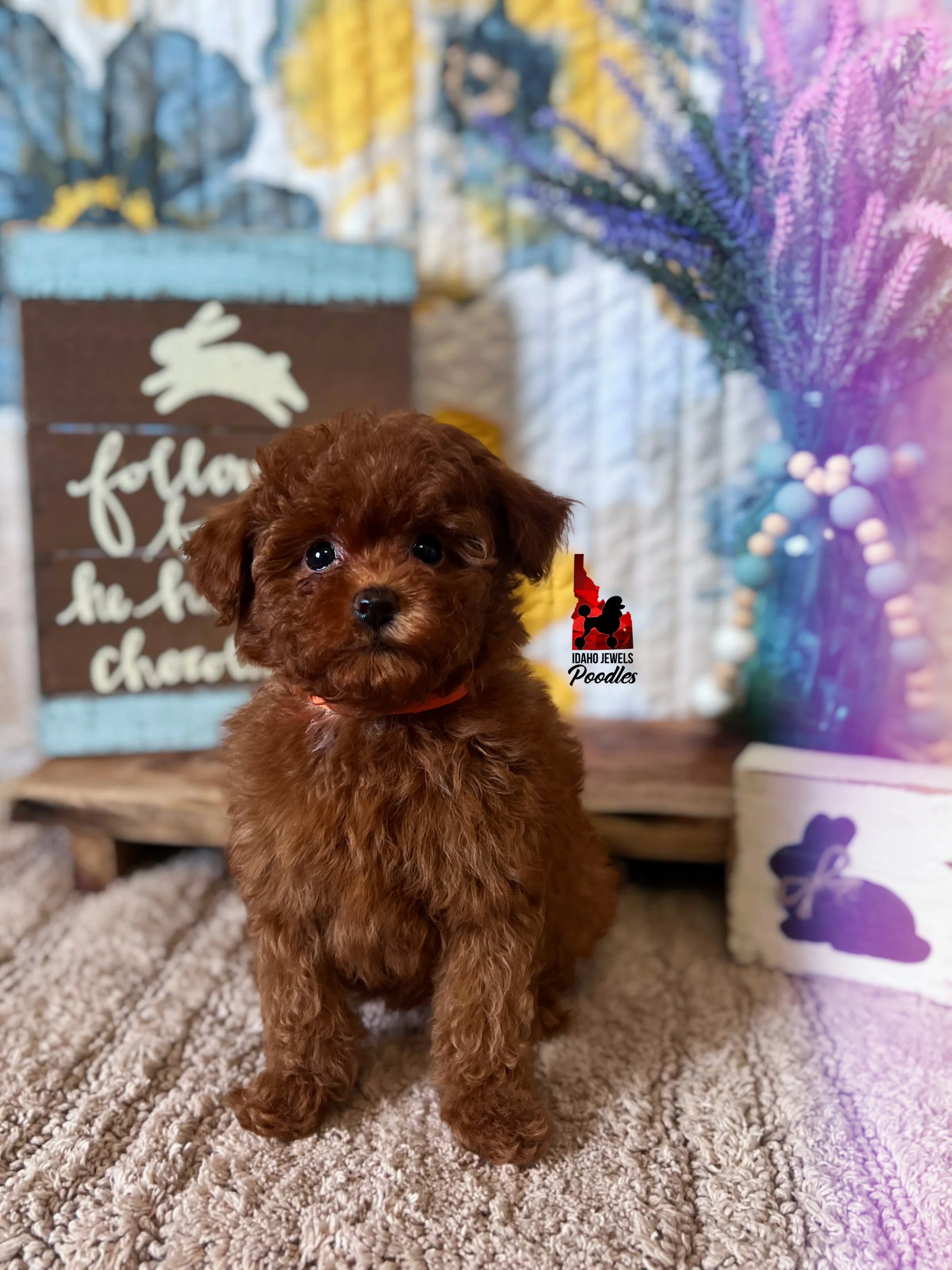 Kara, Red (Hidden Phantom) Toy Poodle Girl~ Breeder