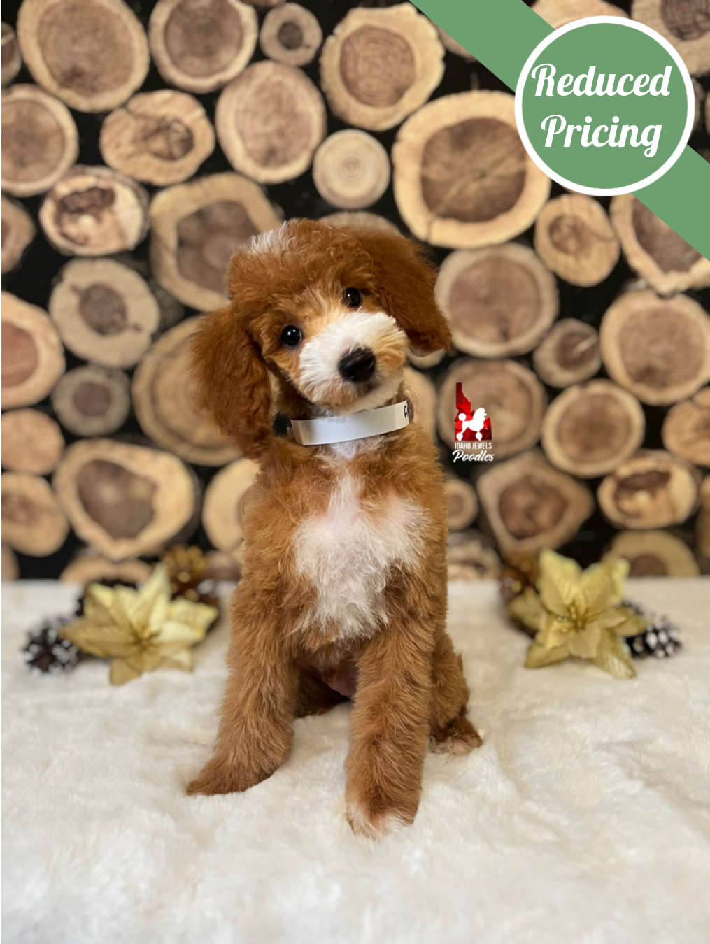 Ranger, Red with White Markings Mini Poodle Boy~ Breeder or Pet