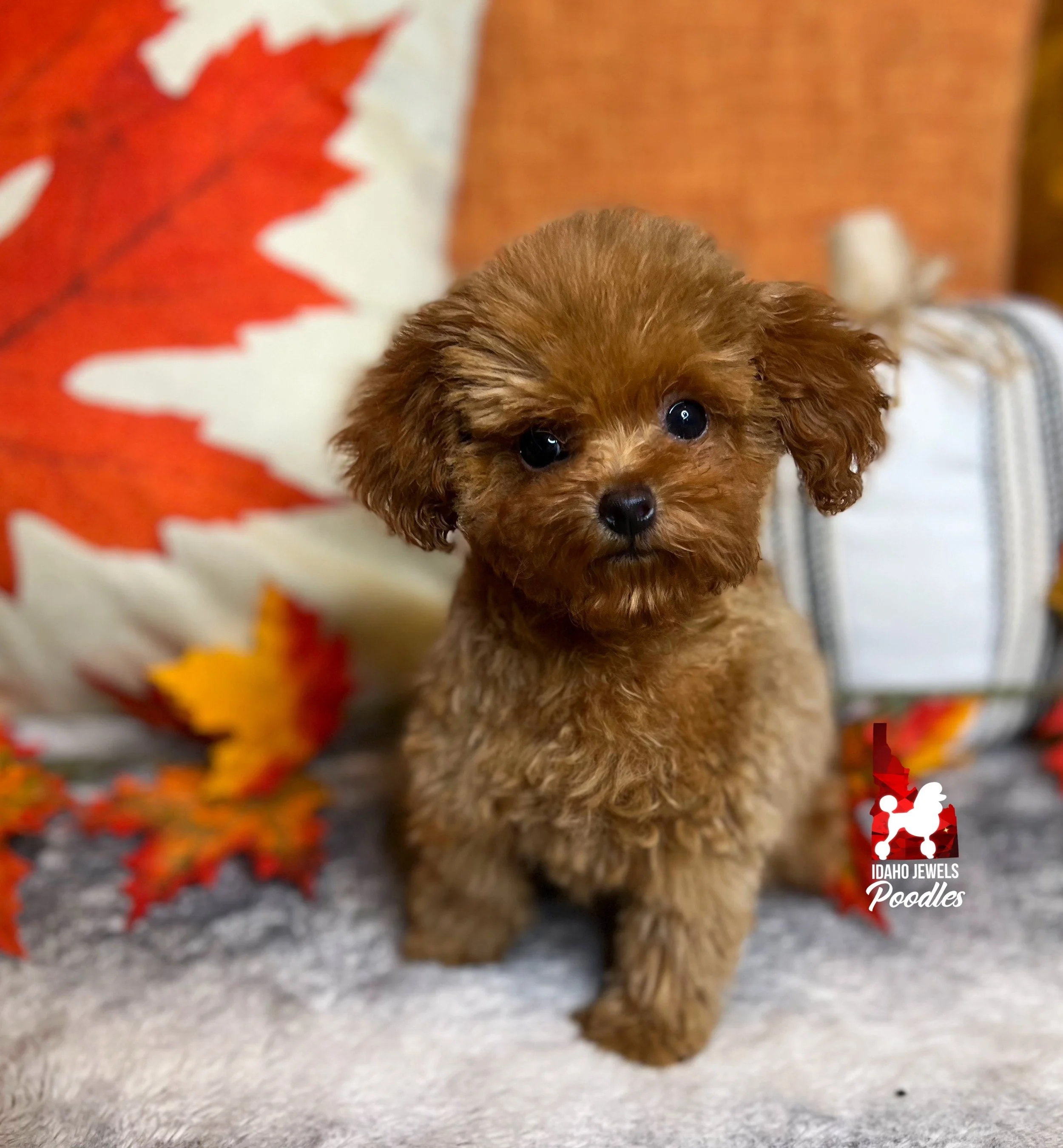 Idaho Jewels Poodles — Welcoming Fall And New Parents!