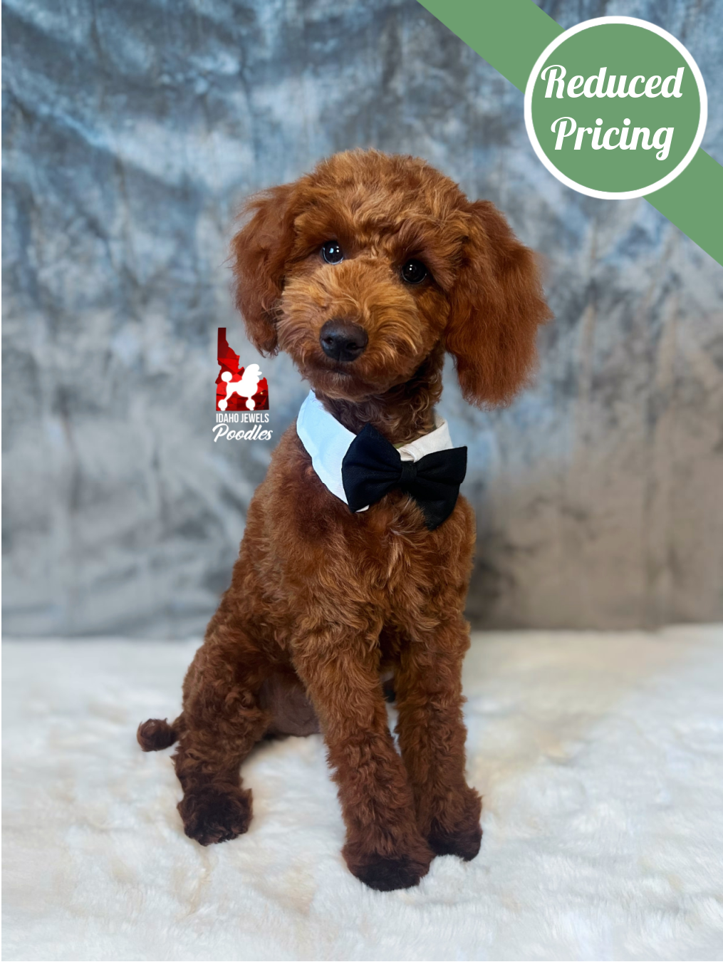 Graham, Red Mini Poodle Boy ~ Breeder or Pet