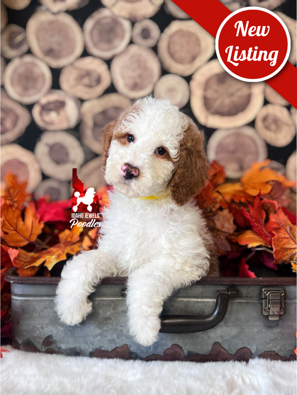 Clue, Red Parti Moyen-Sized Poodle Boy~ Breeder or Pet