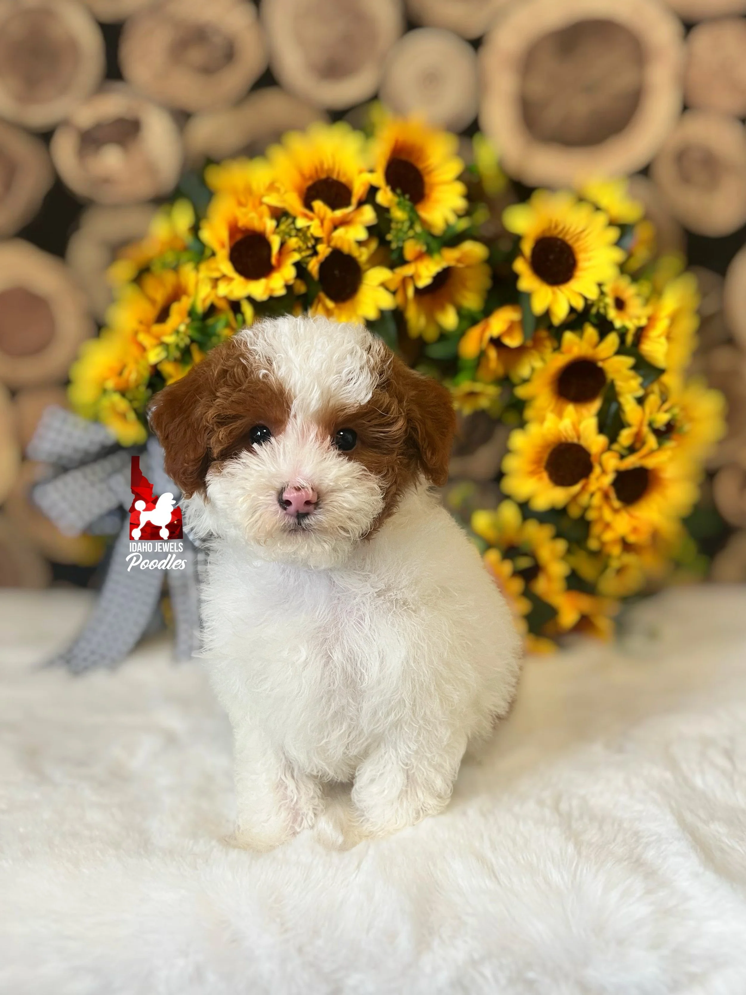 Jackson - 10 wks.jpeg
