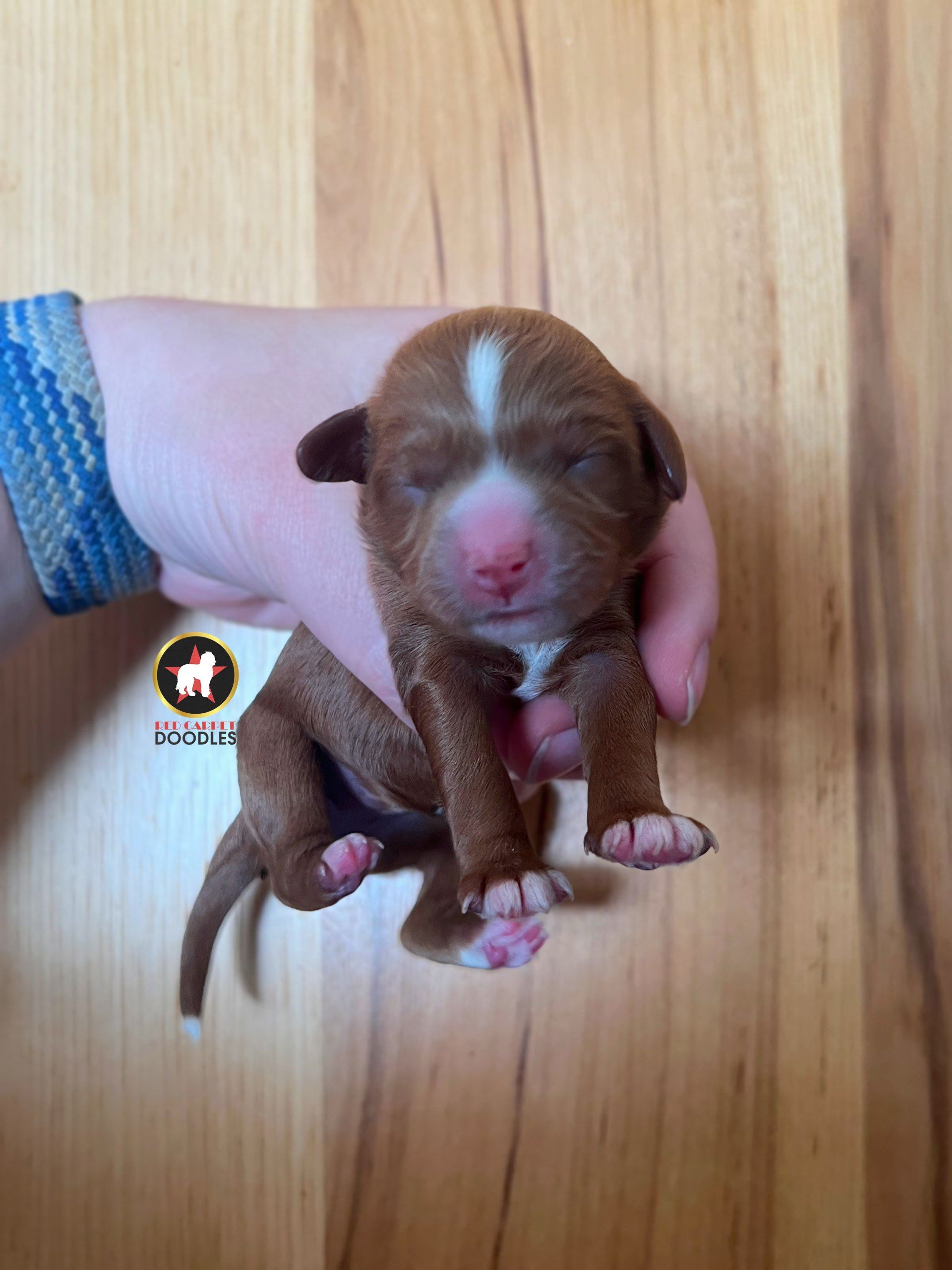 Rosa - Newborn.jpeg