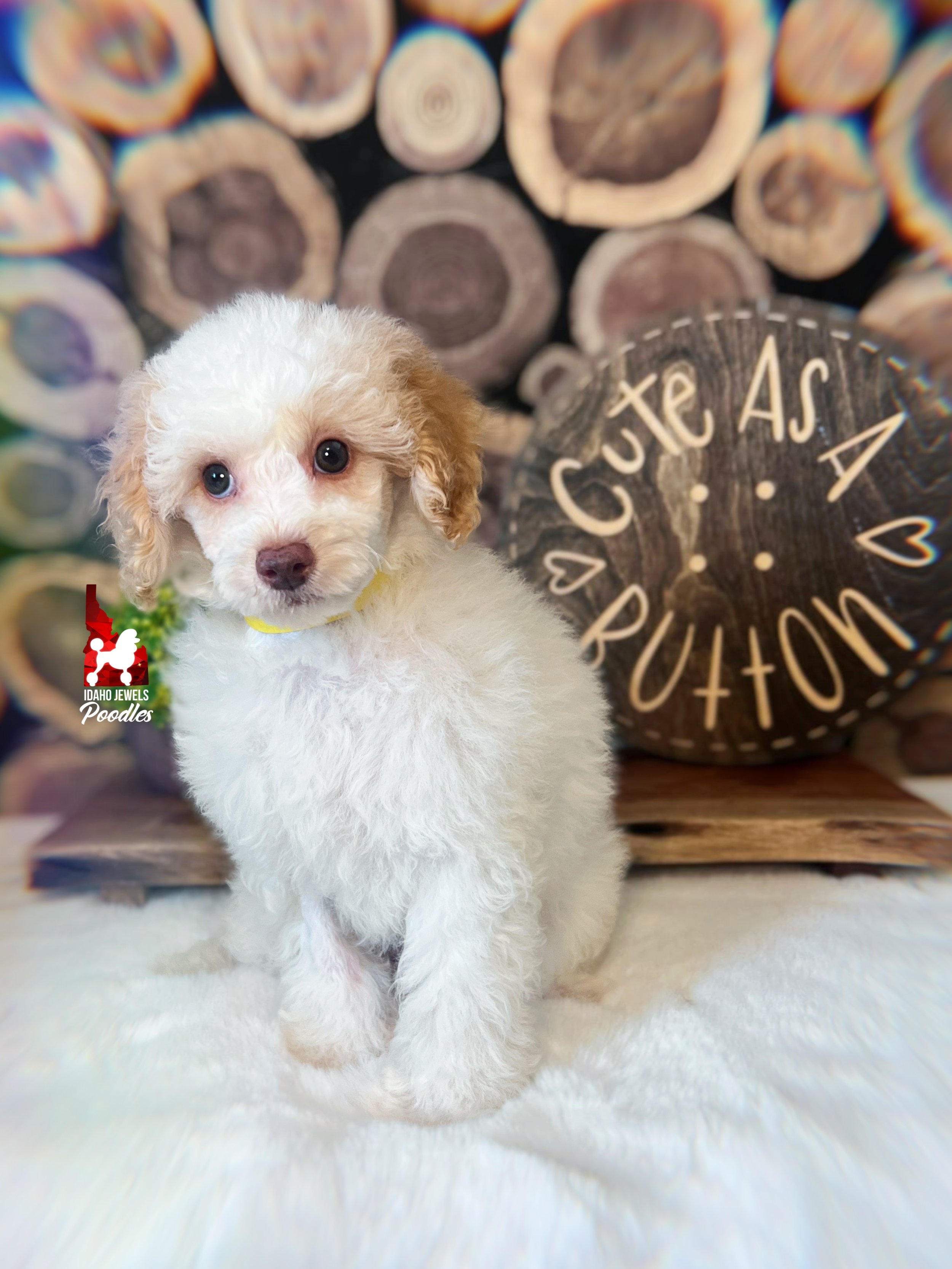 Faye, Red/Apricot Parti Mini Poodle Girl~ Pet