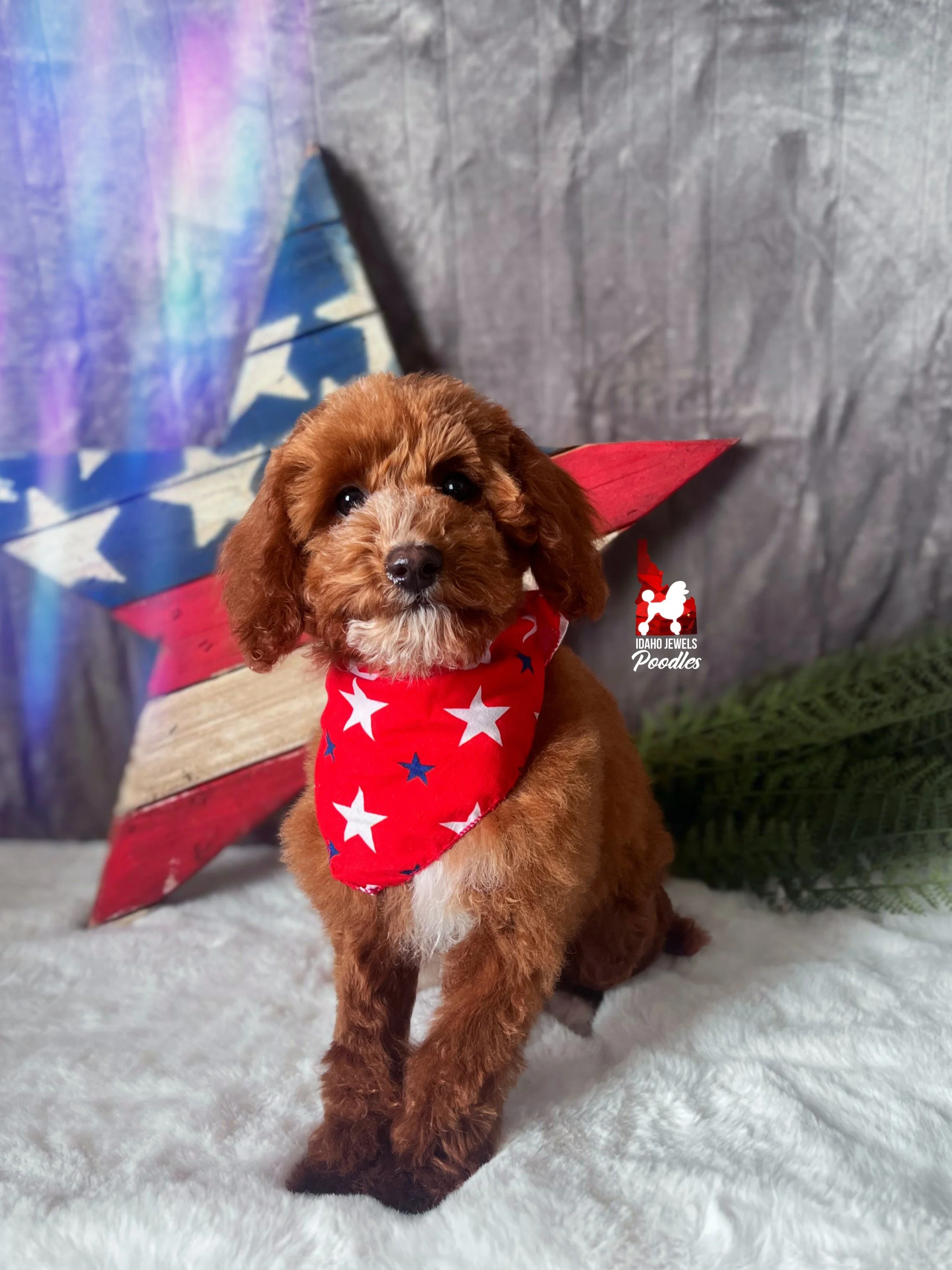 Lincoln - 16 wks.jpg