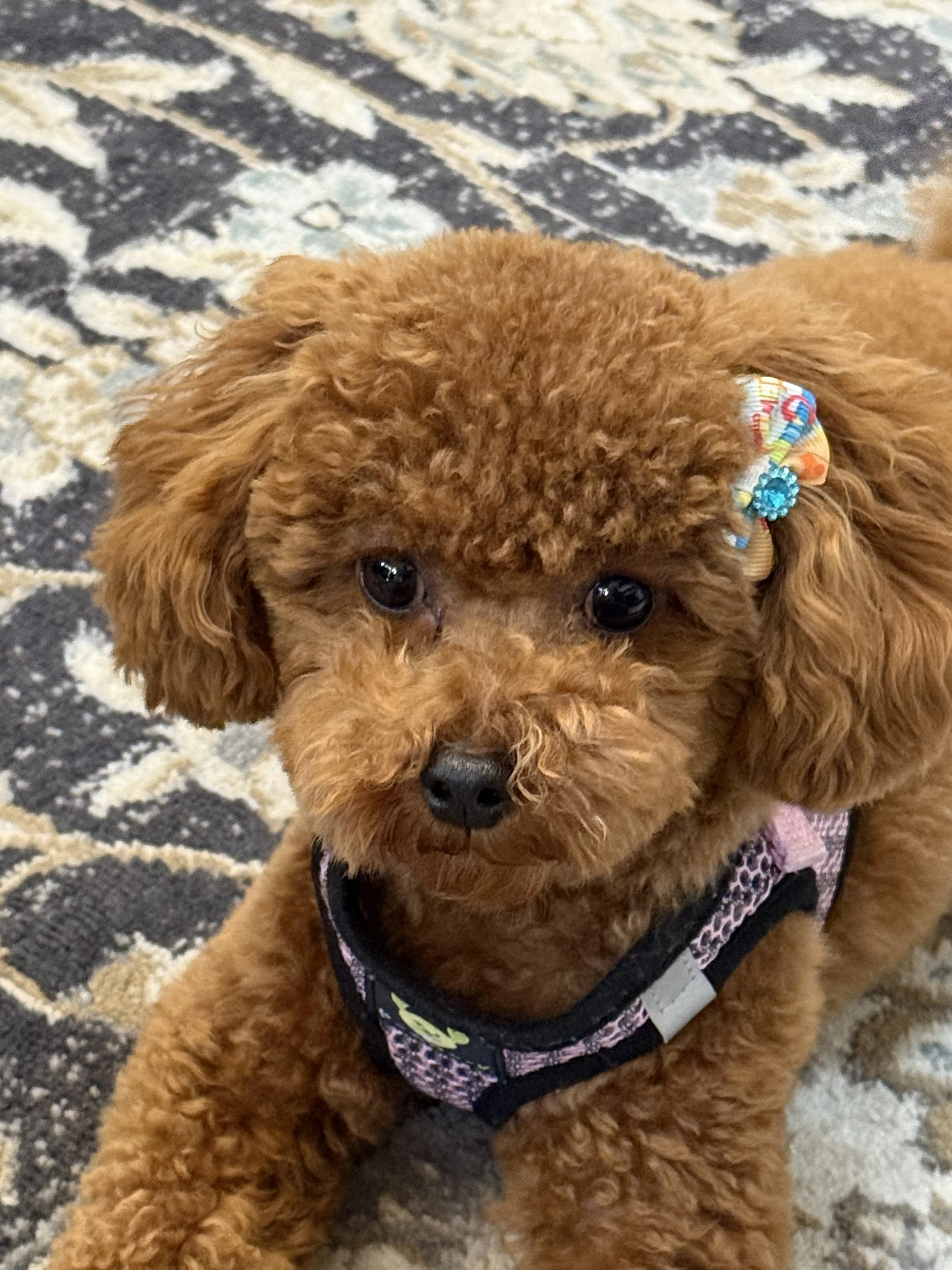 Zelda.Bordeaux Mika nka Mia 1 year update (2).jpeg