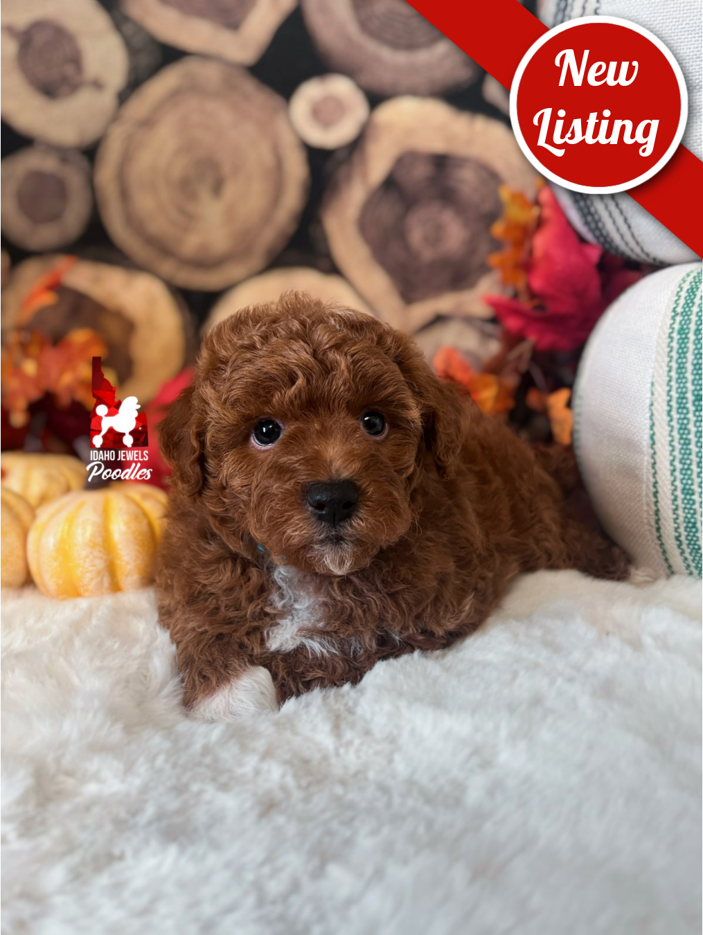 Austen, Red w/ White Mini Boy~ Pet