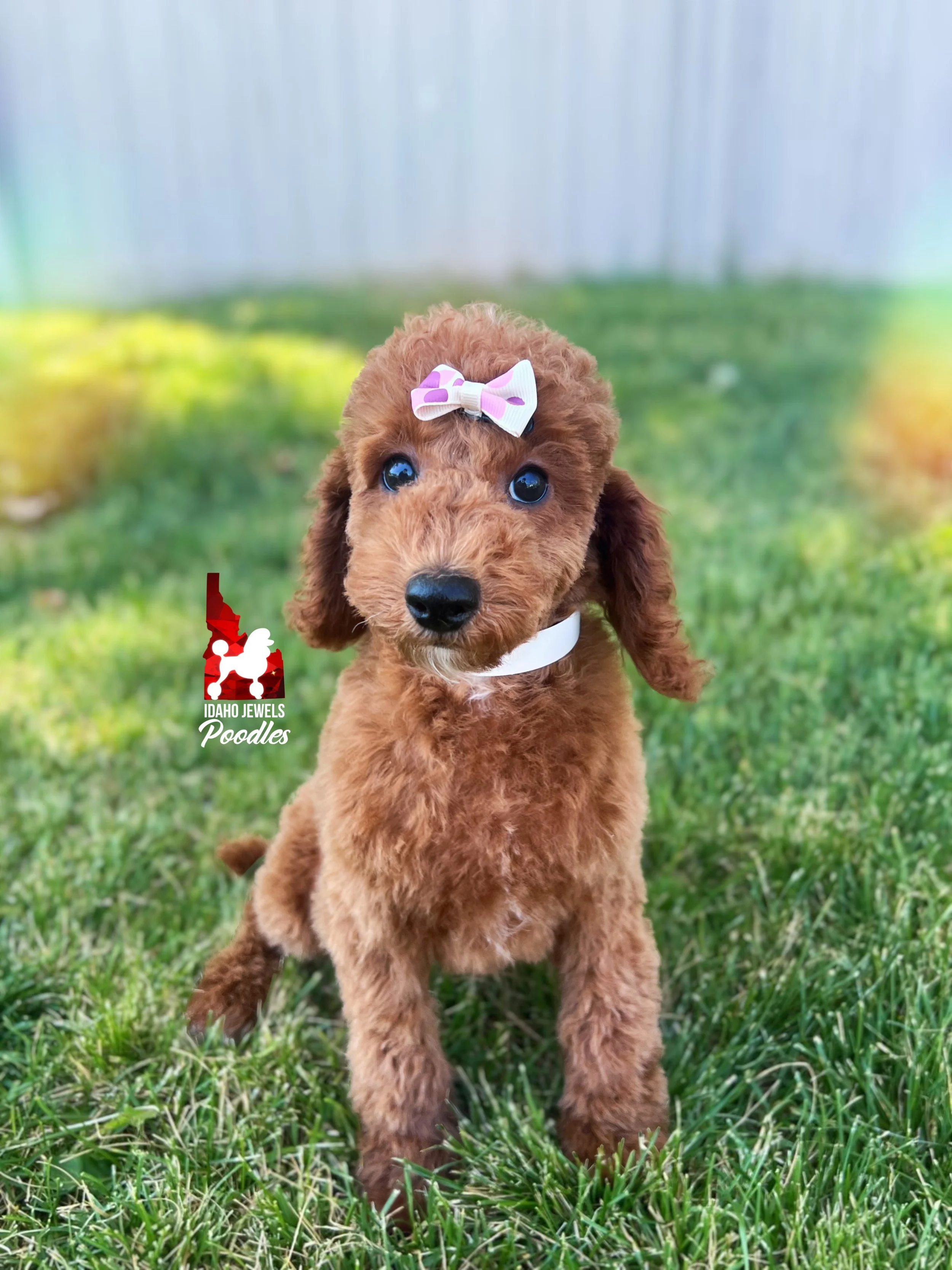 Ava, Red Large Mini Poodle Girl~ Breeder or Pet