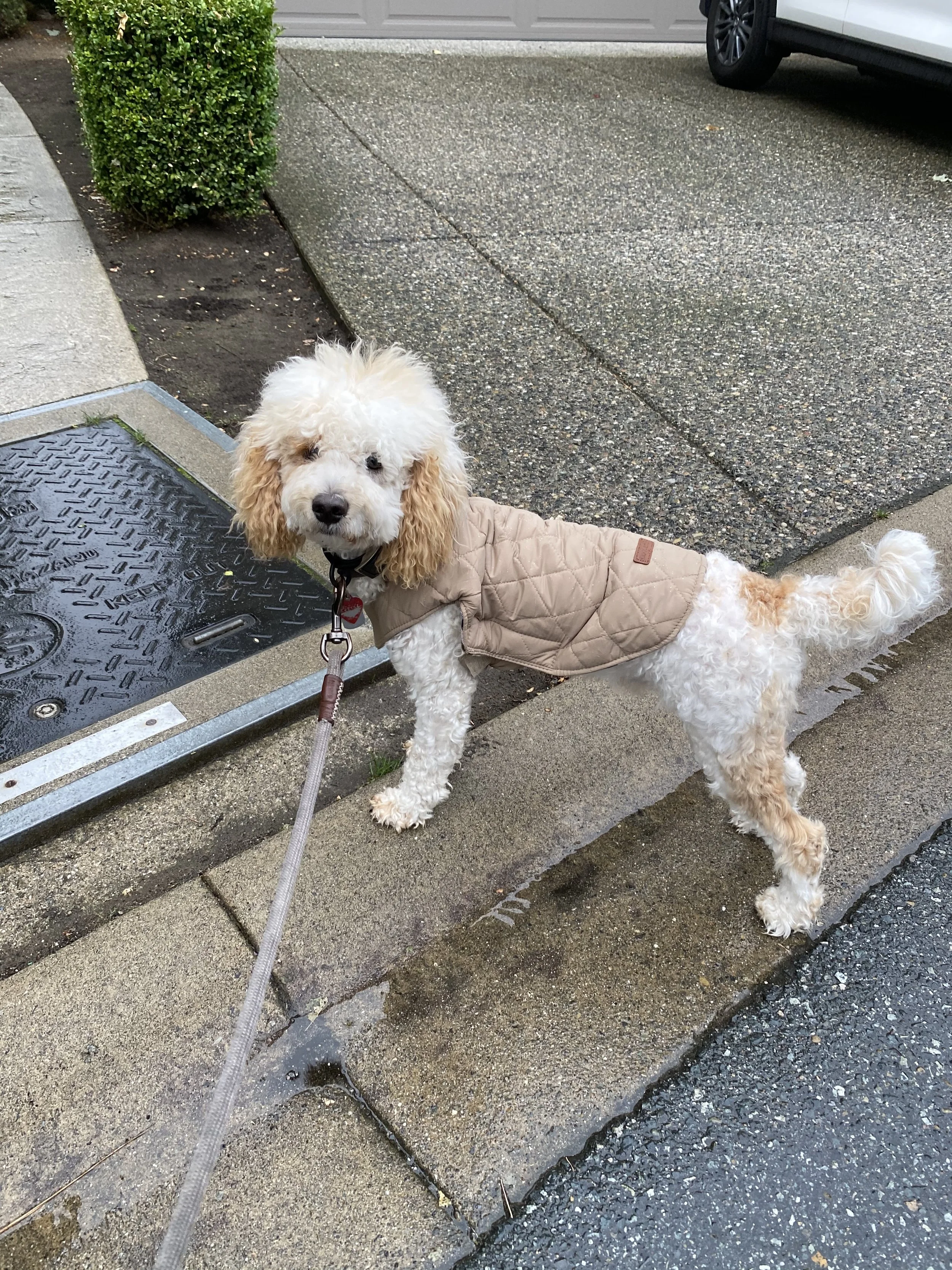 Murphy fka Tibbs Elle Jax boy owned by Stephanie Rosane.jpeg