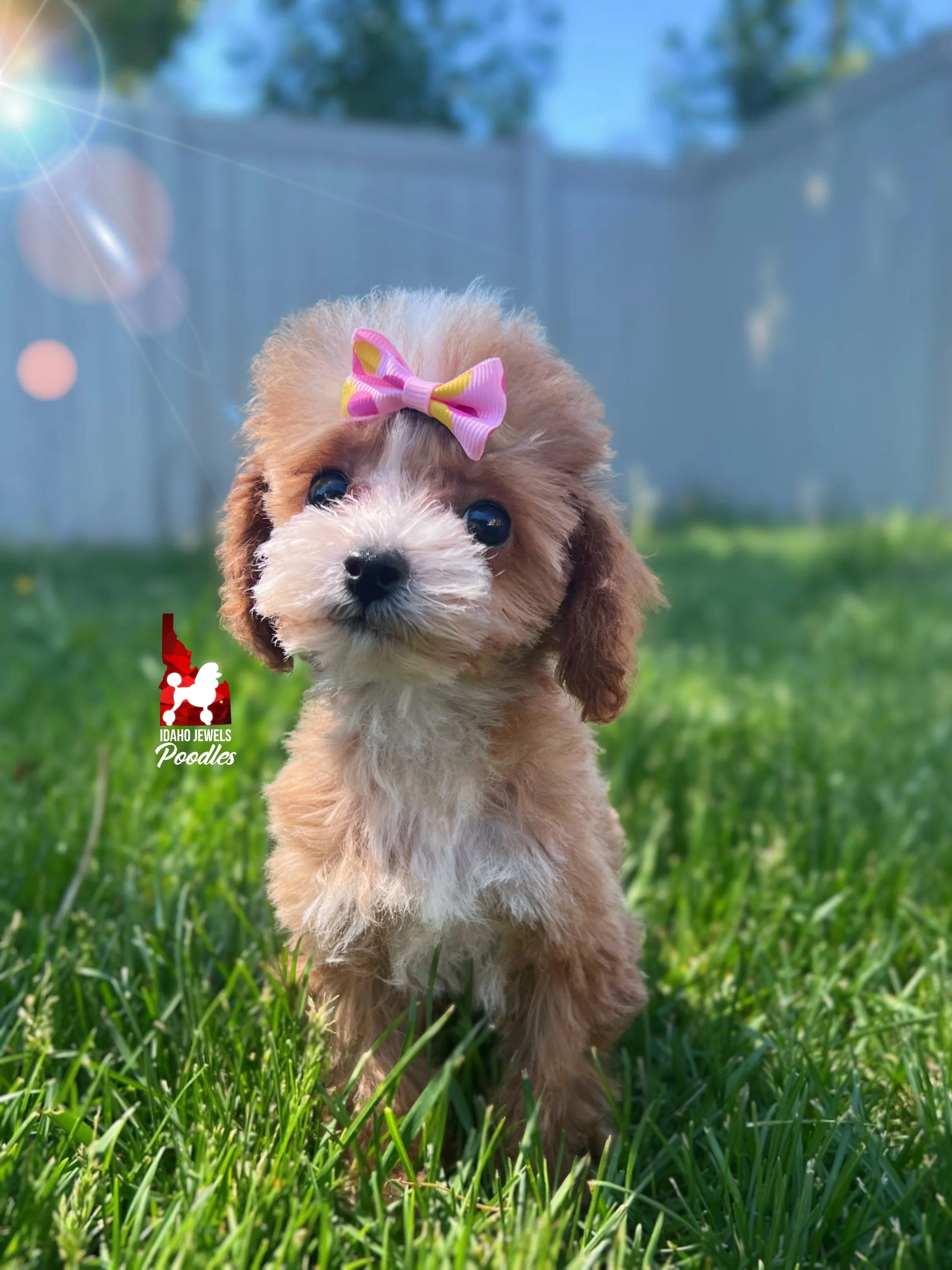 Peach - 12 wks-1.jpg