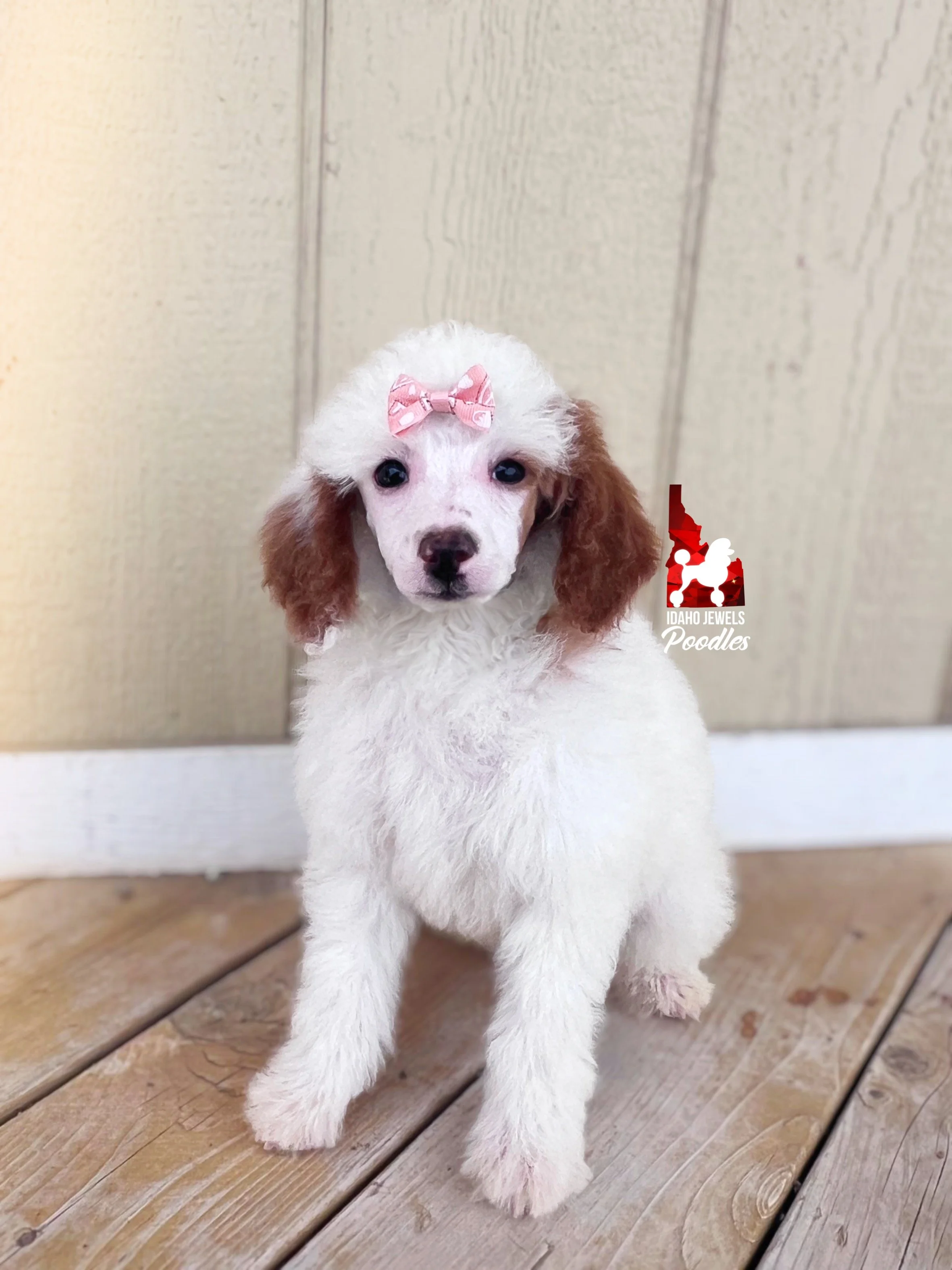 Nala - 10 wks-2.jpg