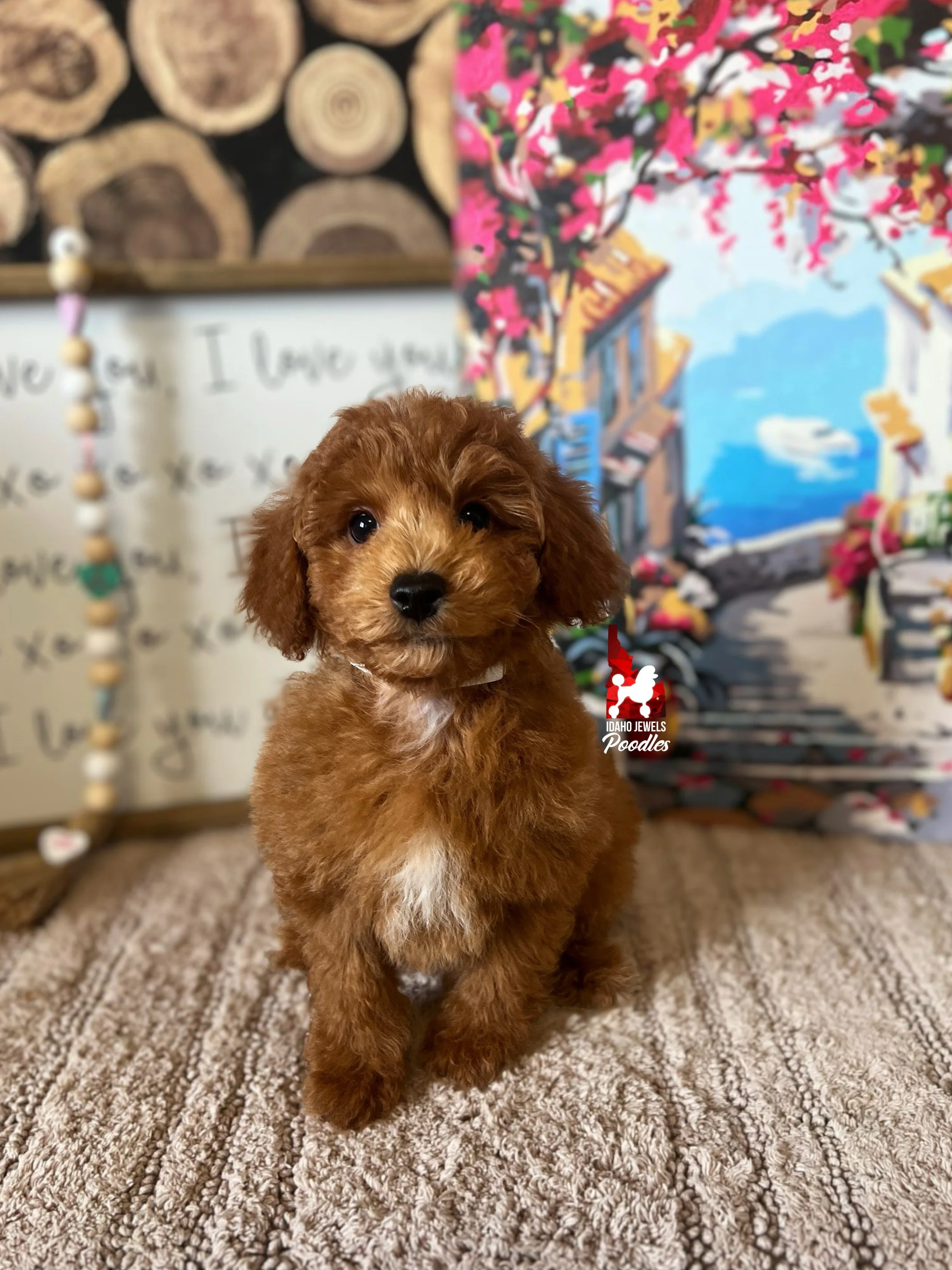Oliver, Red with White Markings Mini Poodle Boy~ Breeder or Pet