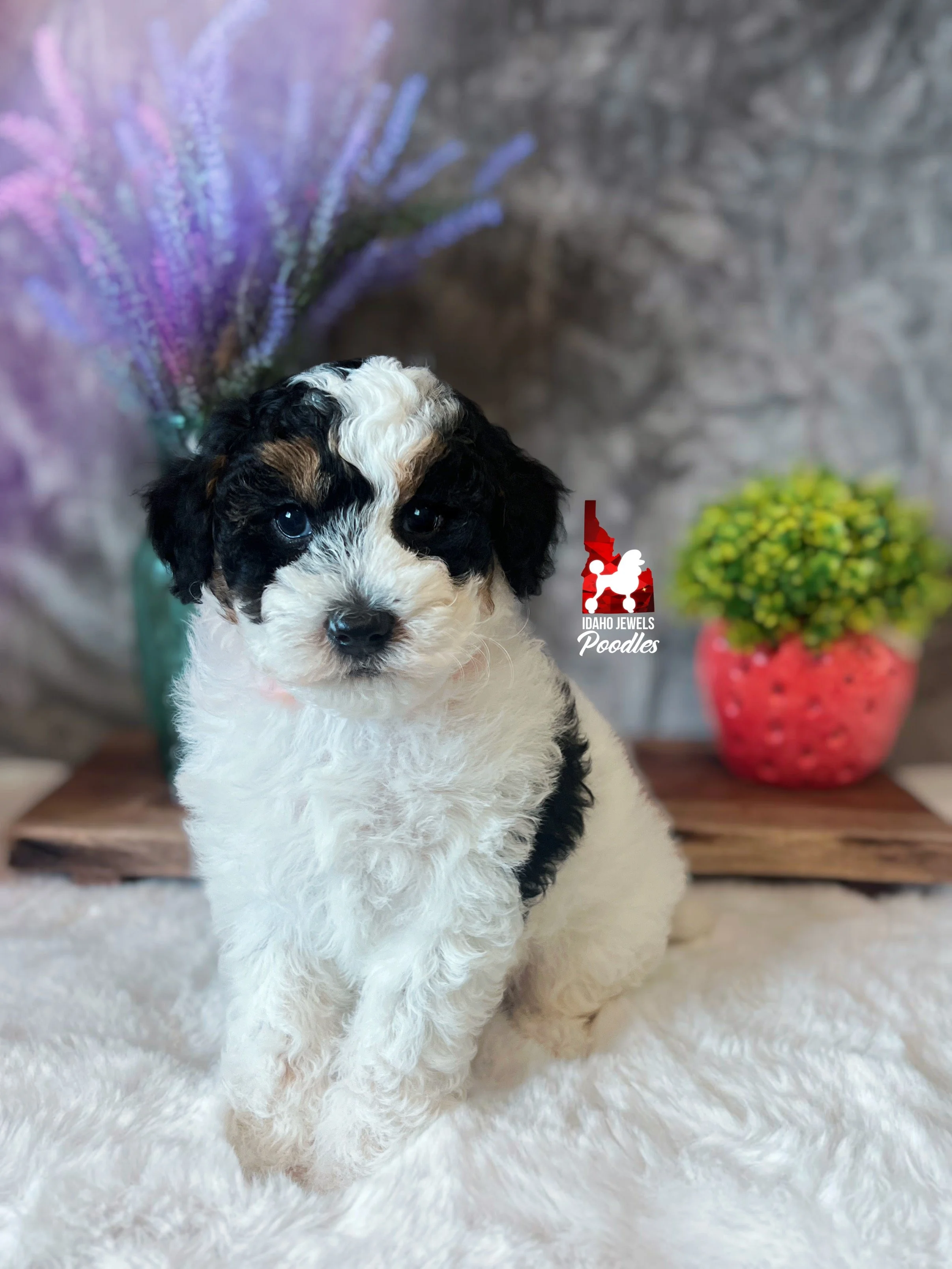 Divinity - 6 wks-3.jpg