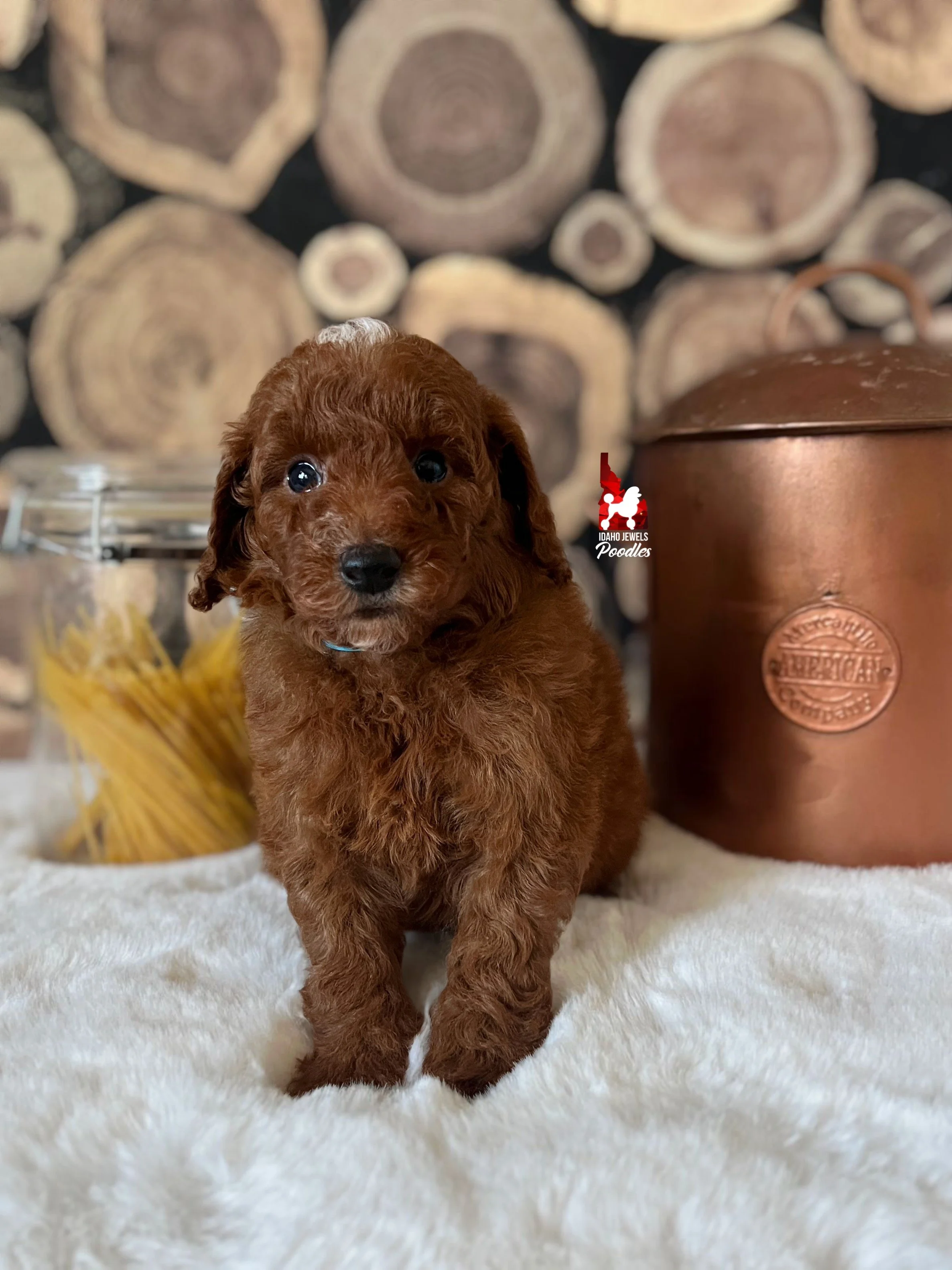 Noodle - 6 wks (1).jpg