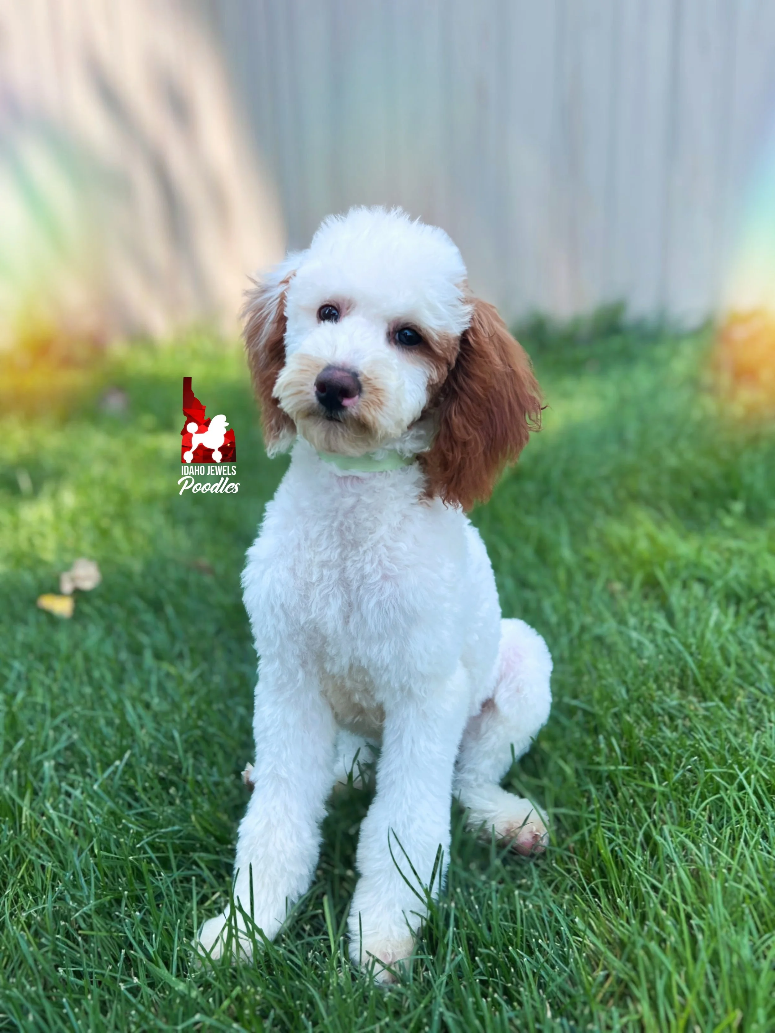 Nala - 20 wks-2.jpg