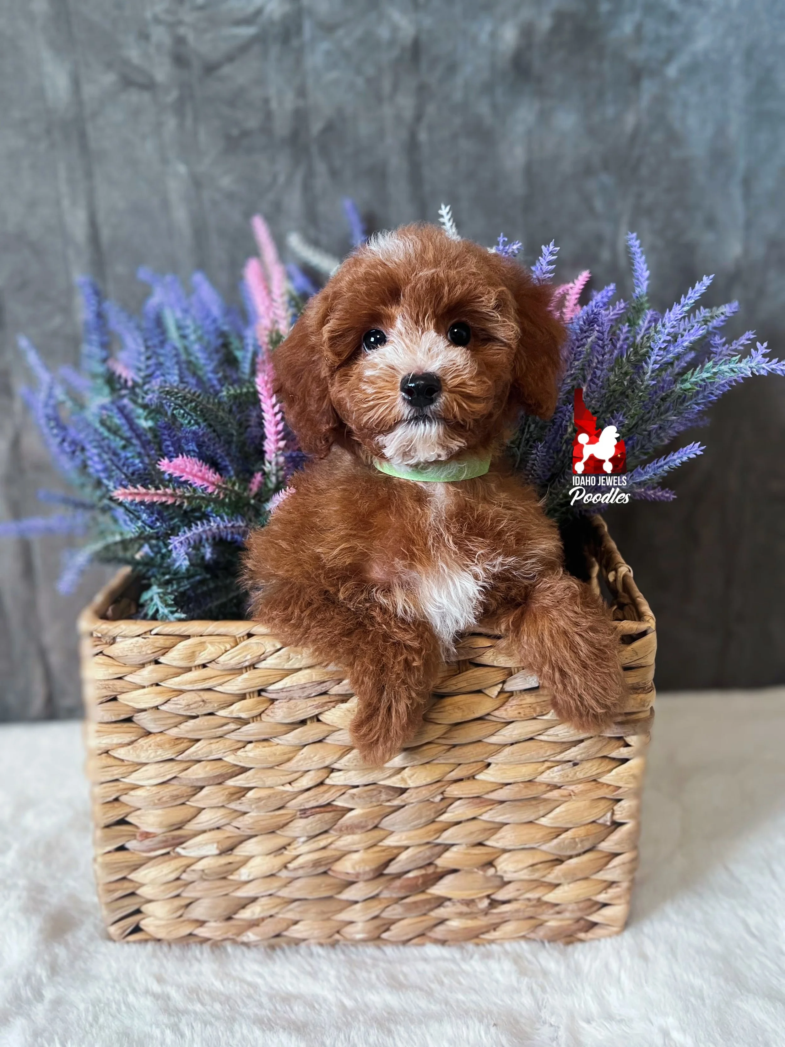 Florence, Red with White Markings Mini Poodle Girl~ Pet