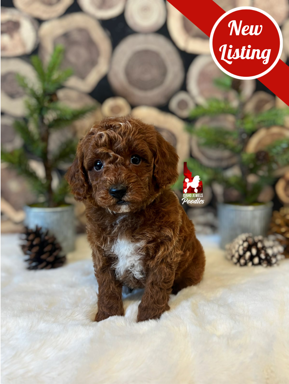 Oakley, Dark Red w/ White Markings Mini Poodle Boy~ Pet