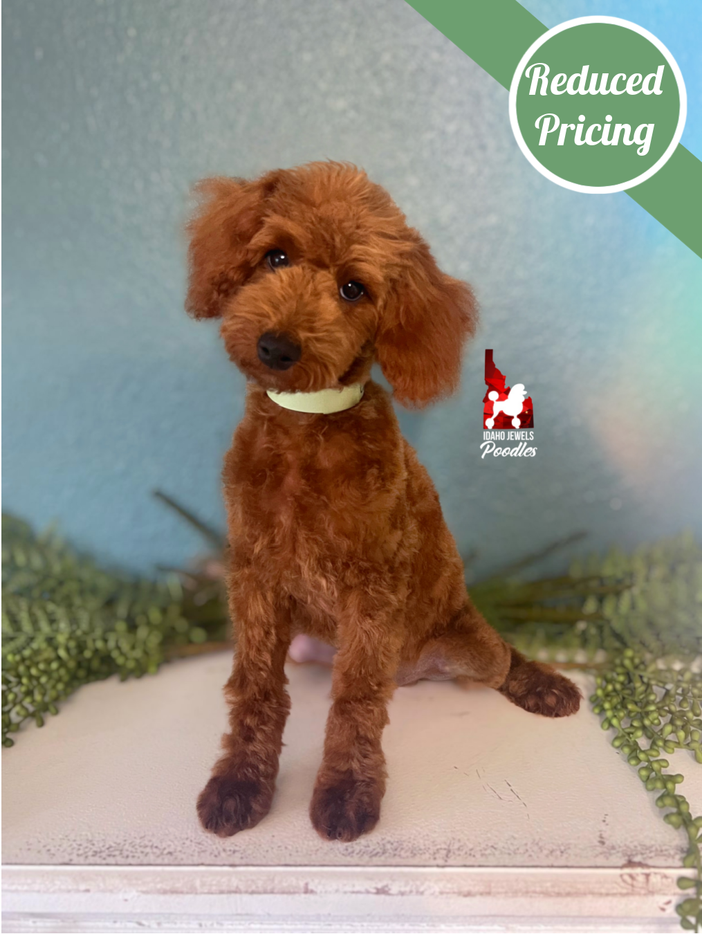 Graham, Red Mini Poodle Boy ~ Breeder or Pet