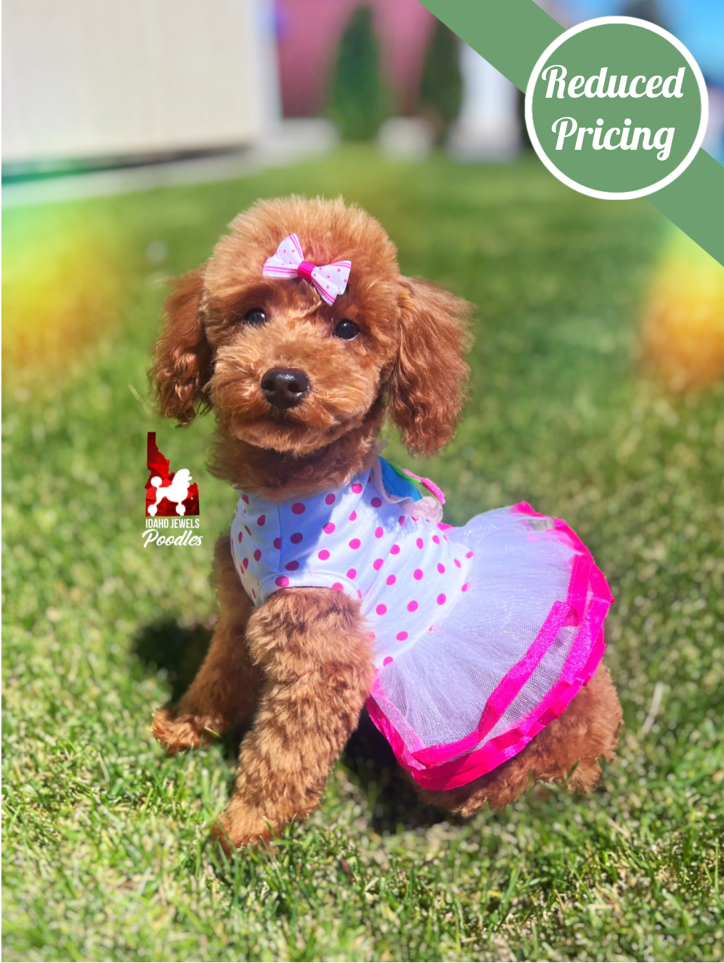 Mist, Red Toy Poodle Girl ~ Pet