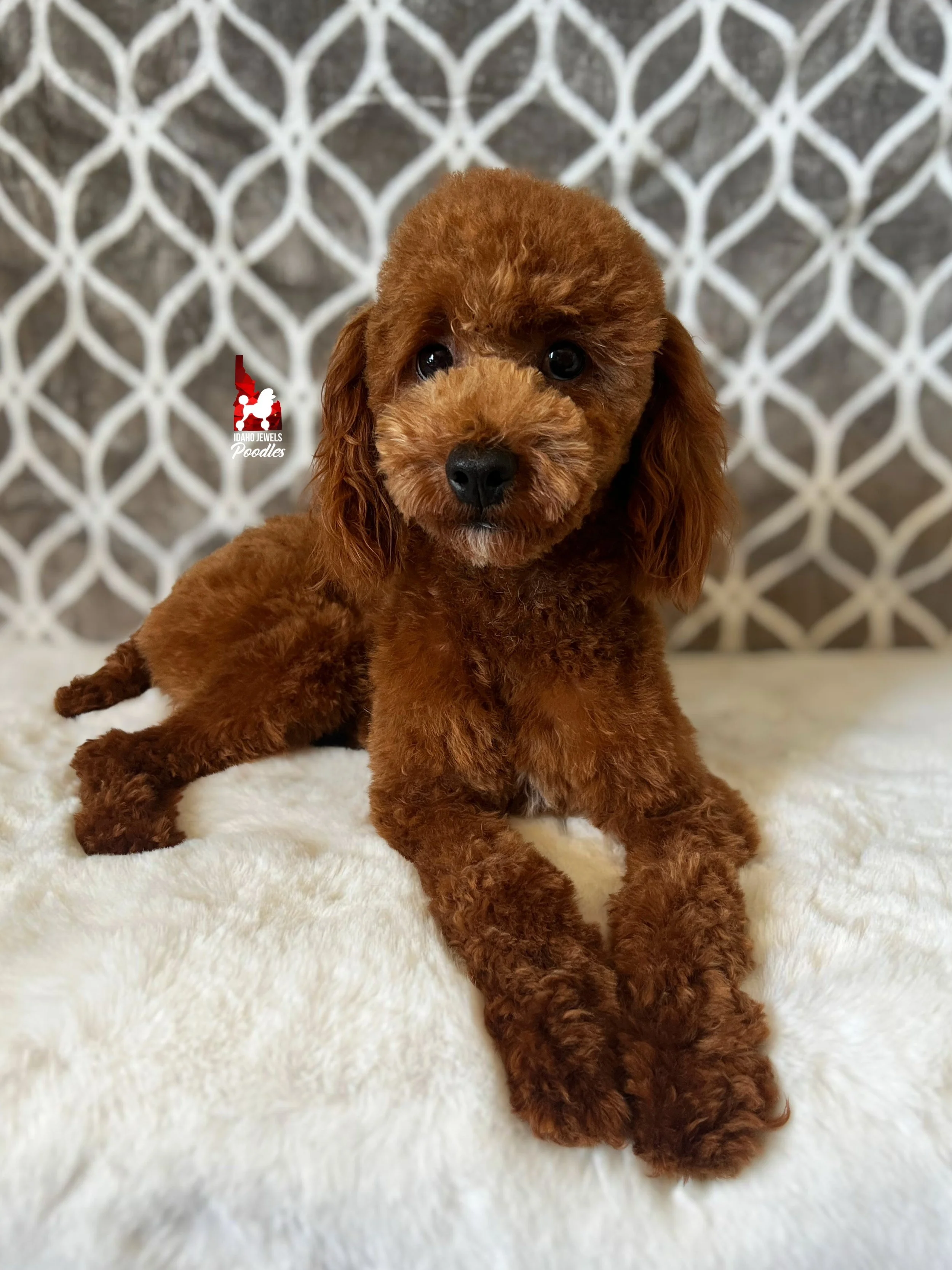 Crumble (fluffy face) (5).jpeg