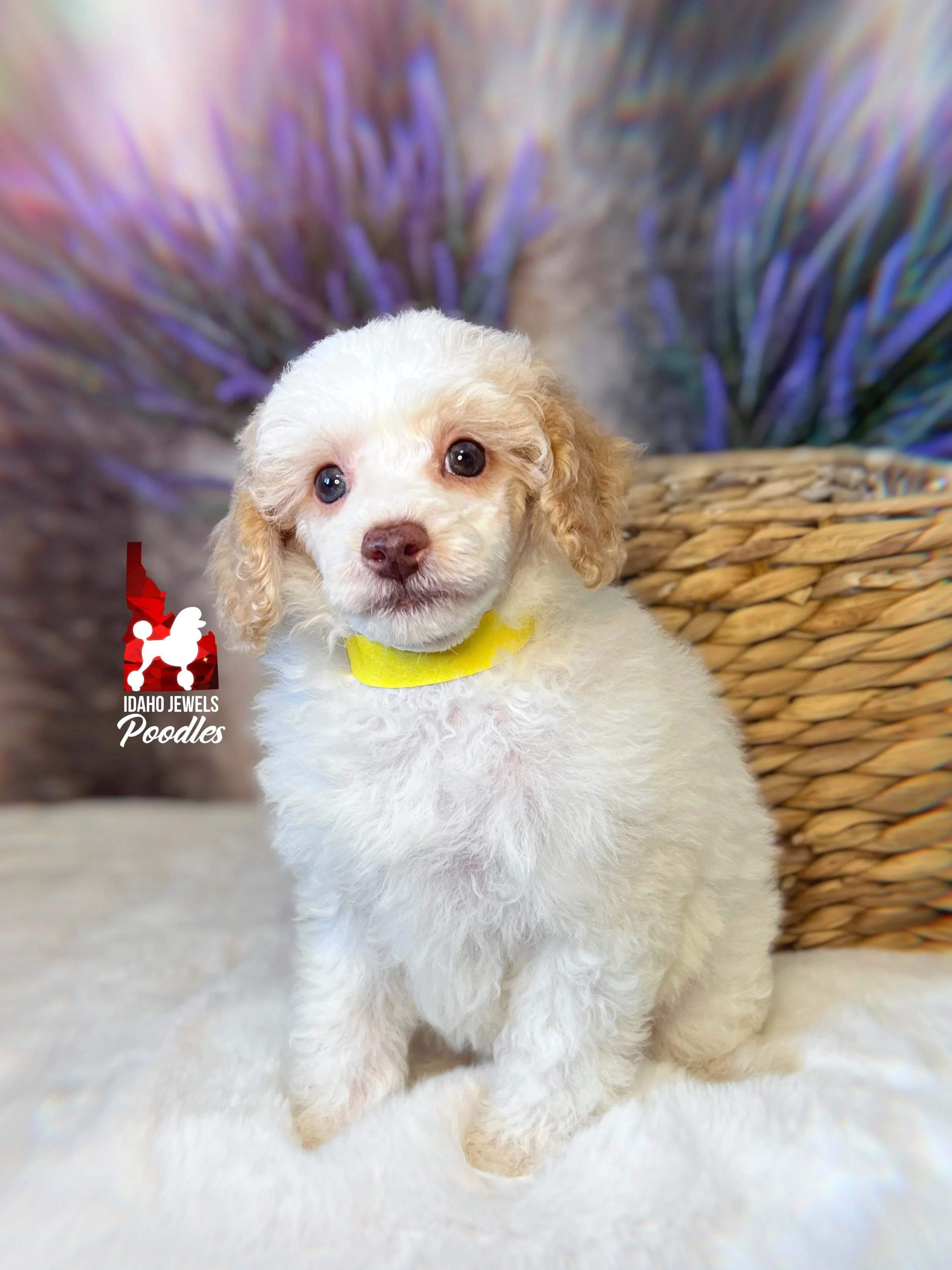 Faye, Red/Apricot Parti Mini Poodle Girl~ Pet