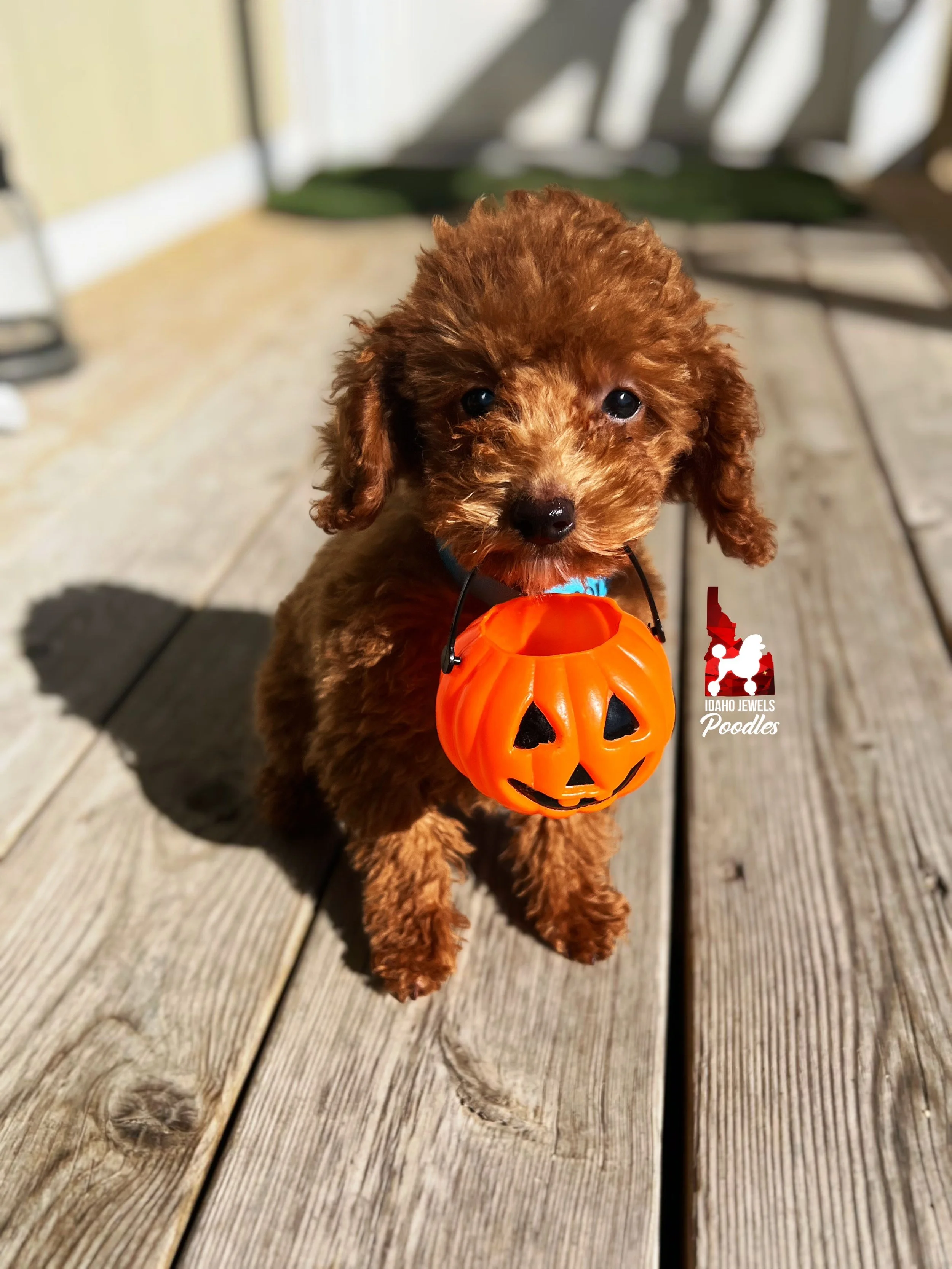 Boone - 12 wks (2).jpeg