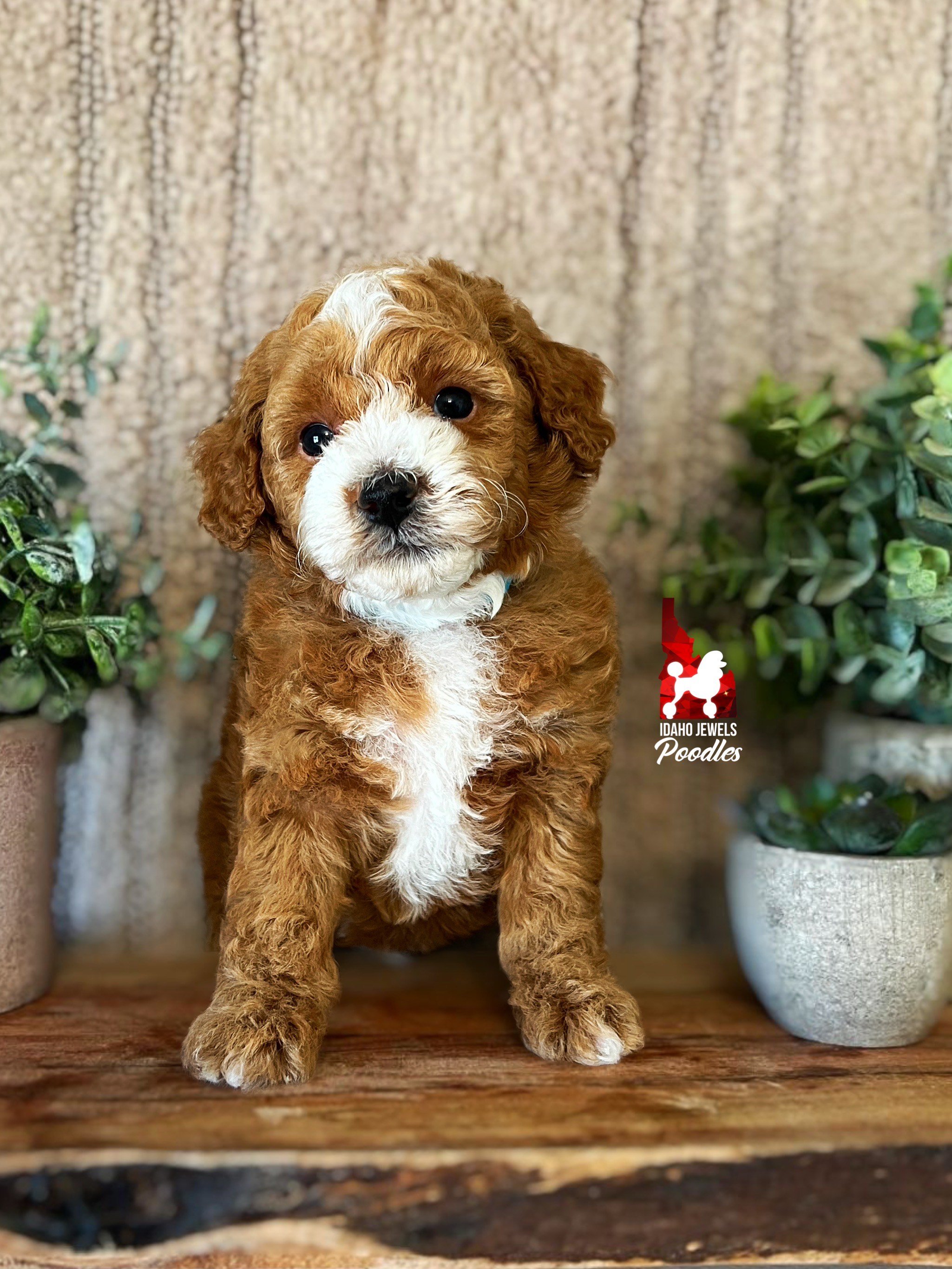 Parker - 6 wks.jpeg