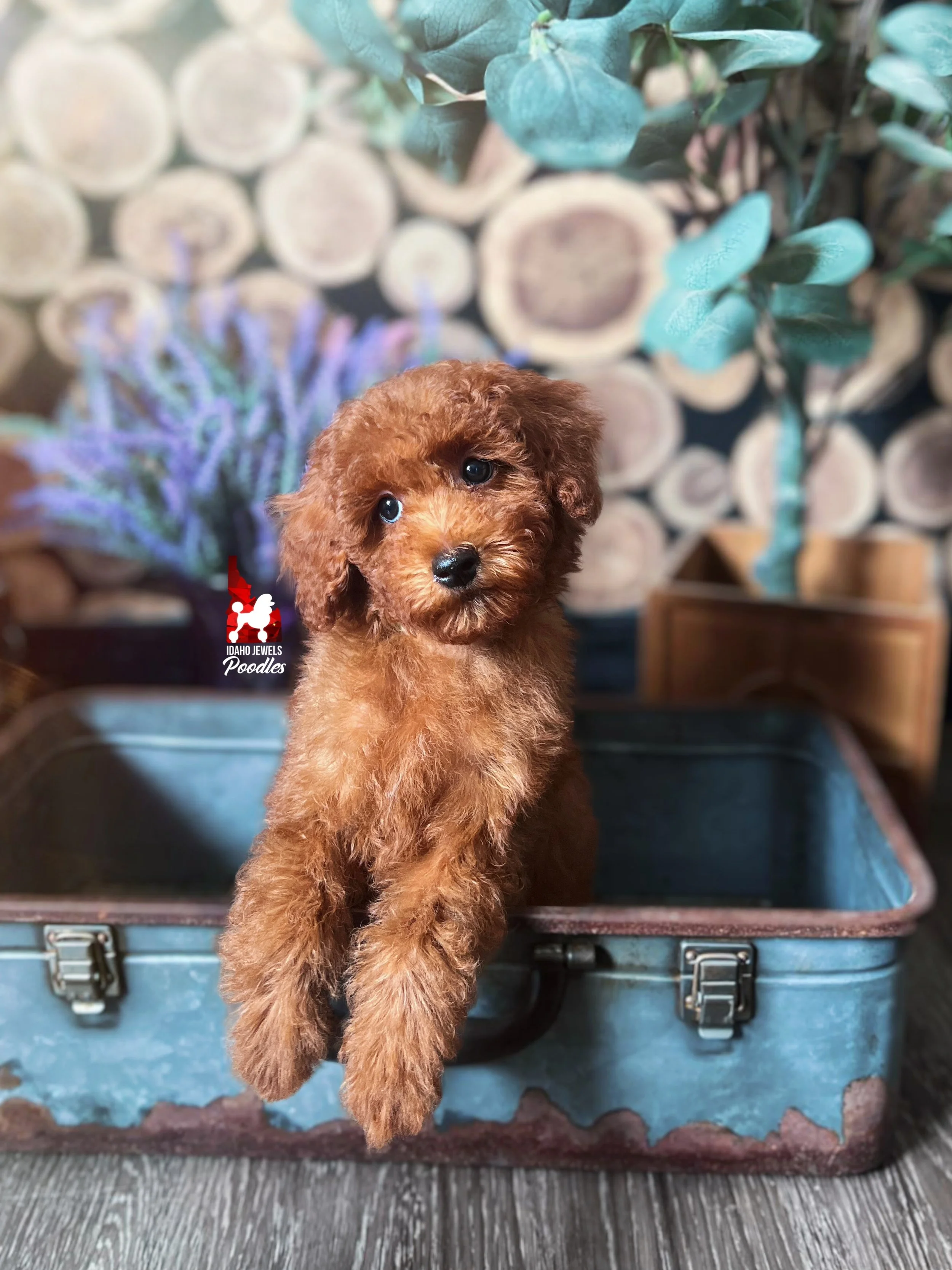 Graham - 10 wks-2.jpg