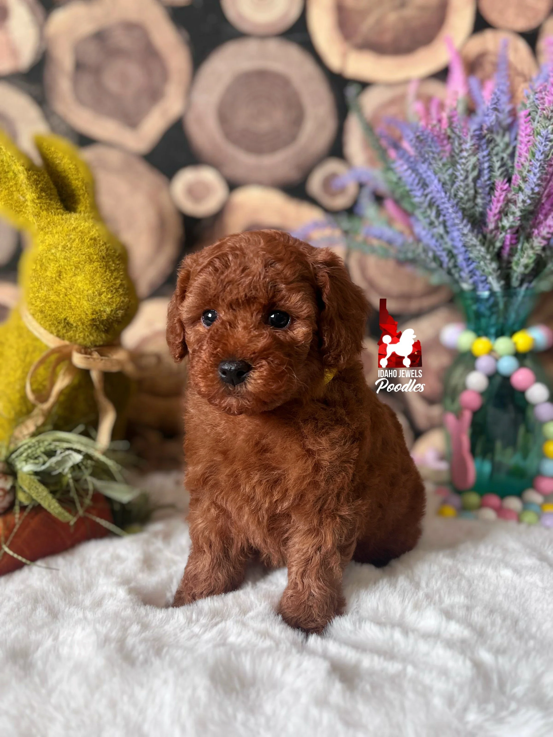 Honey - 6 wks.jpg