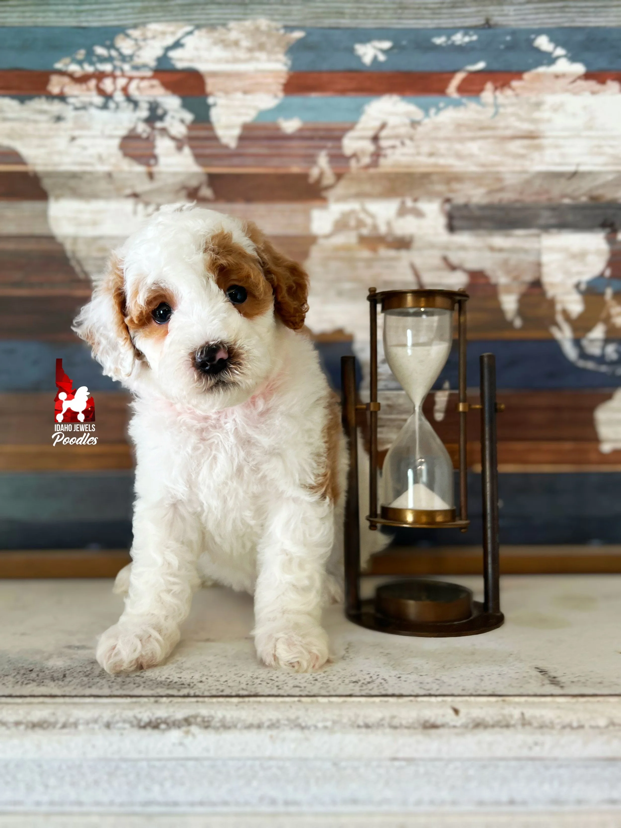 Sylvester - 6 wks.jpeg