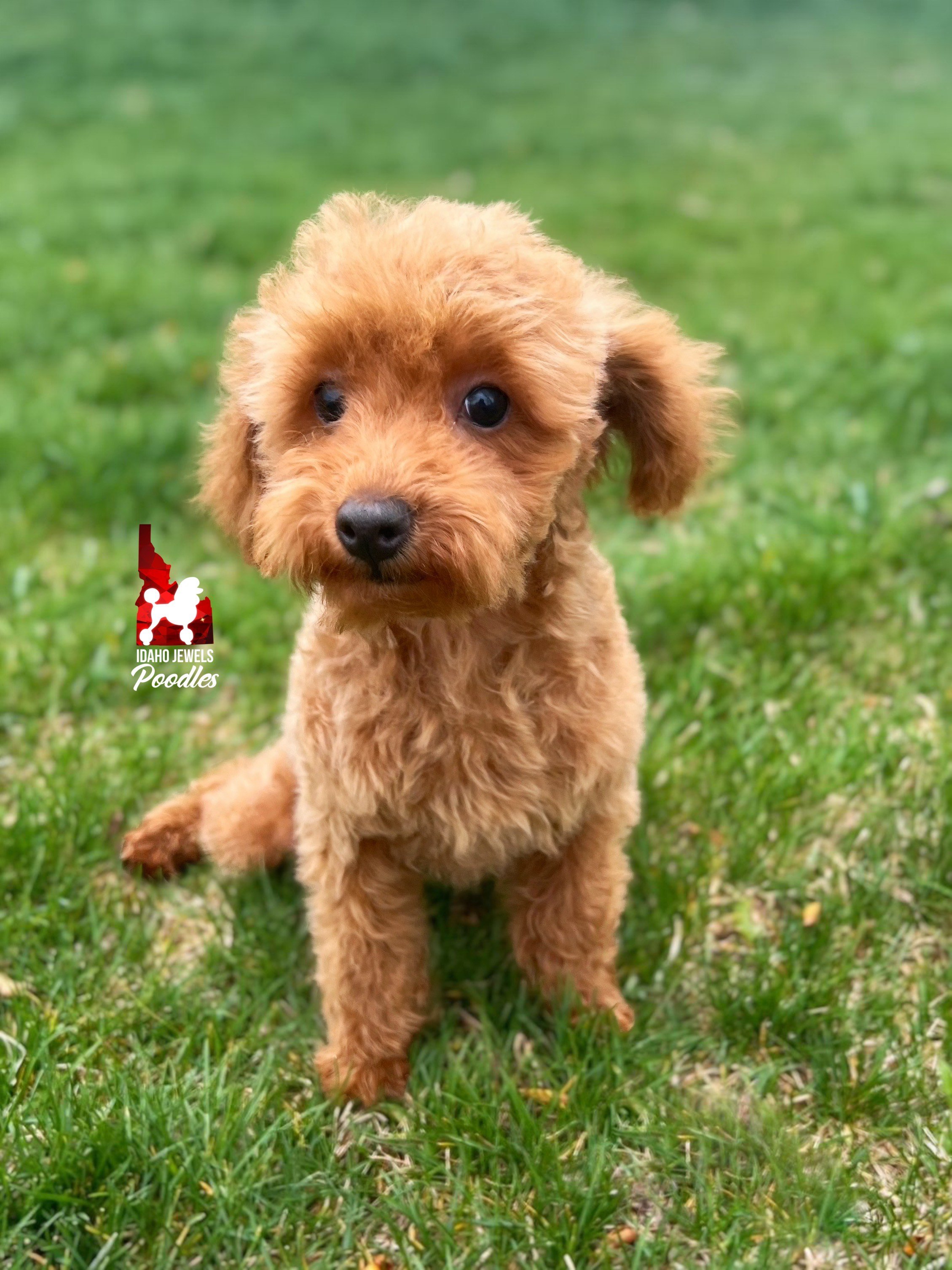 Teddy - 16 wks (4).jpeg