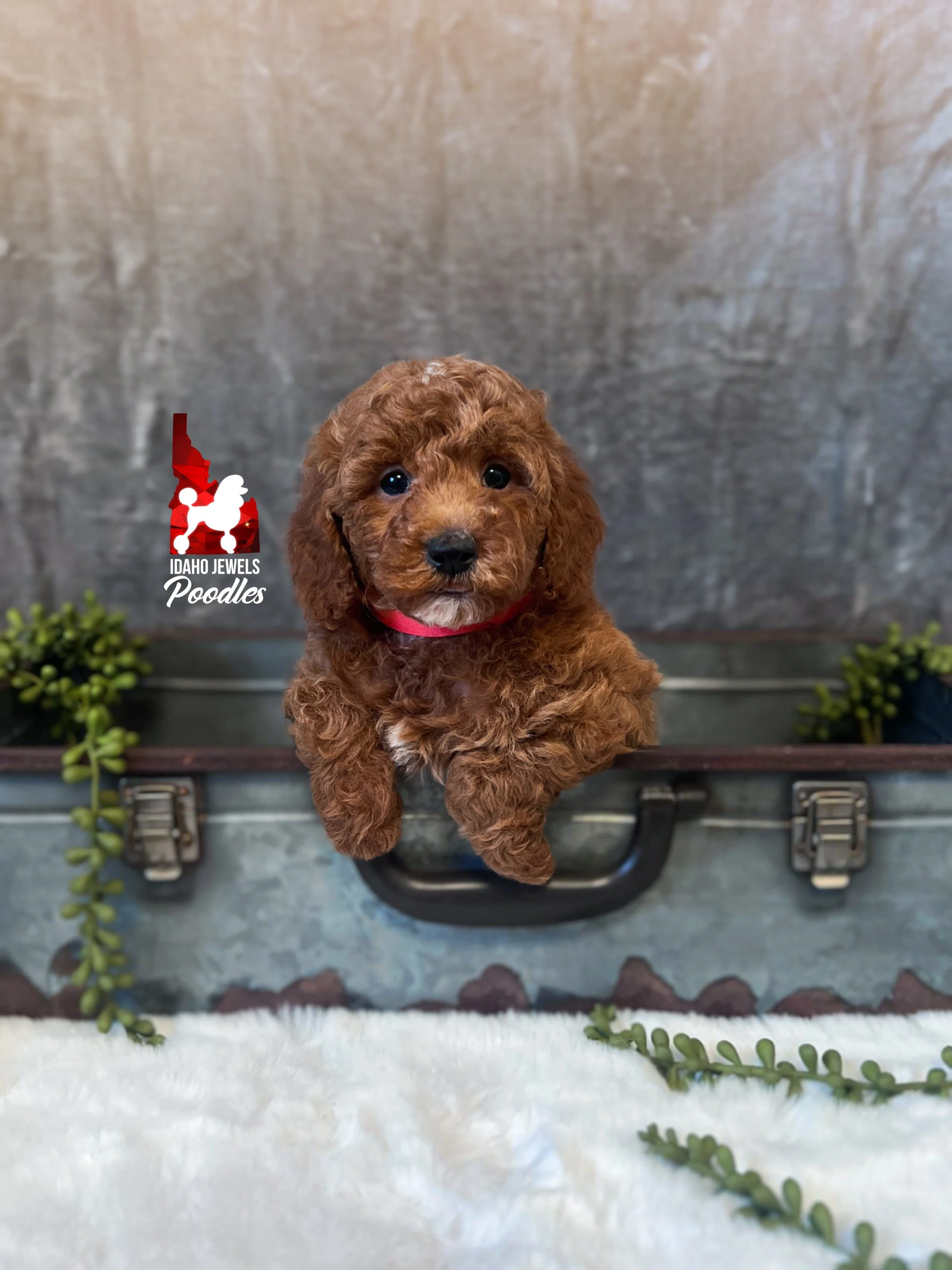 Audrey - 6 wks-3.jpg