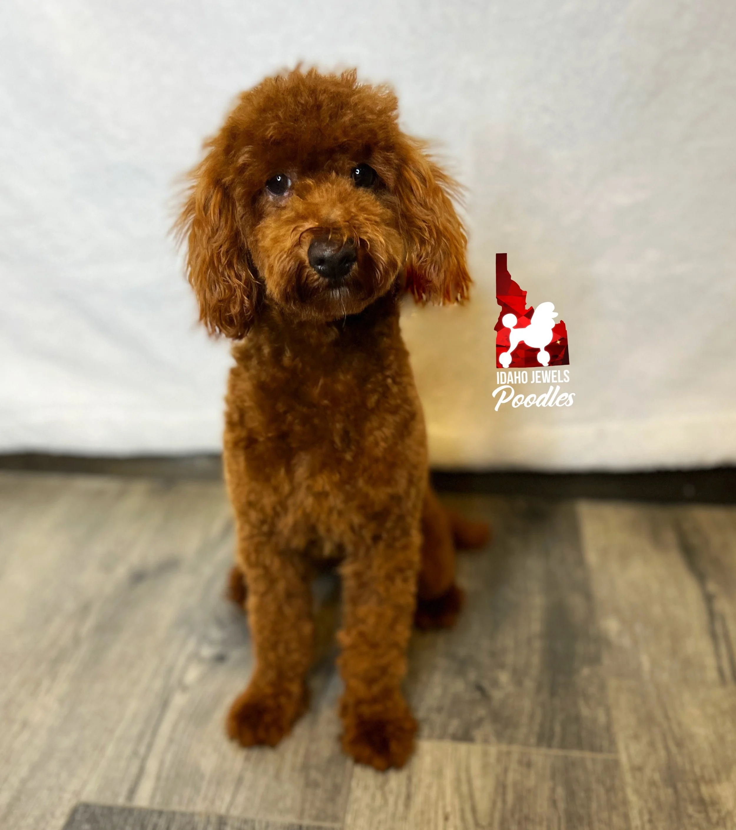 Idaho Jewels Poodles — Meet Rover