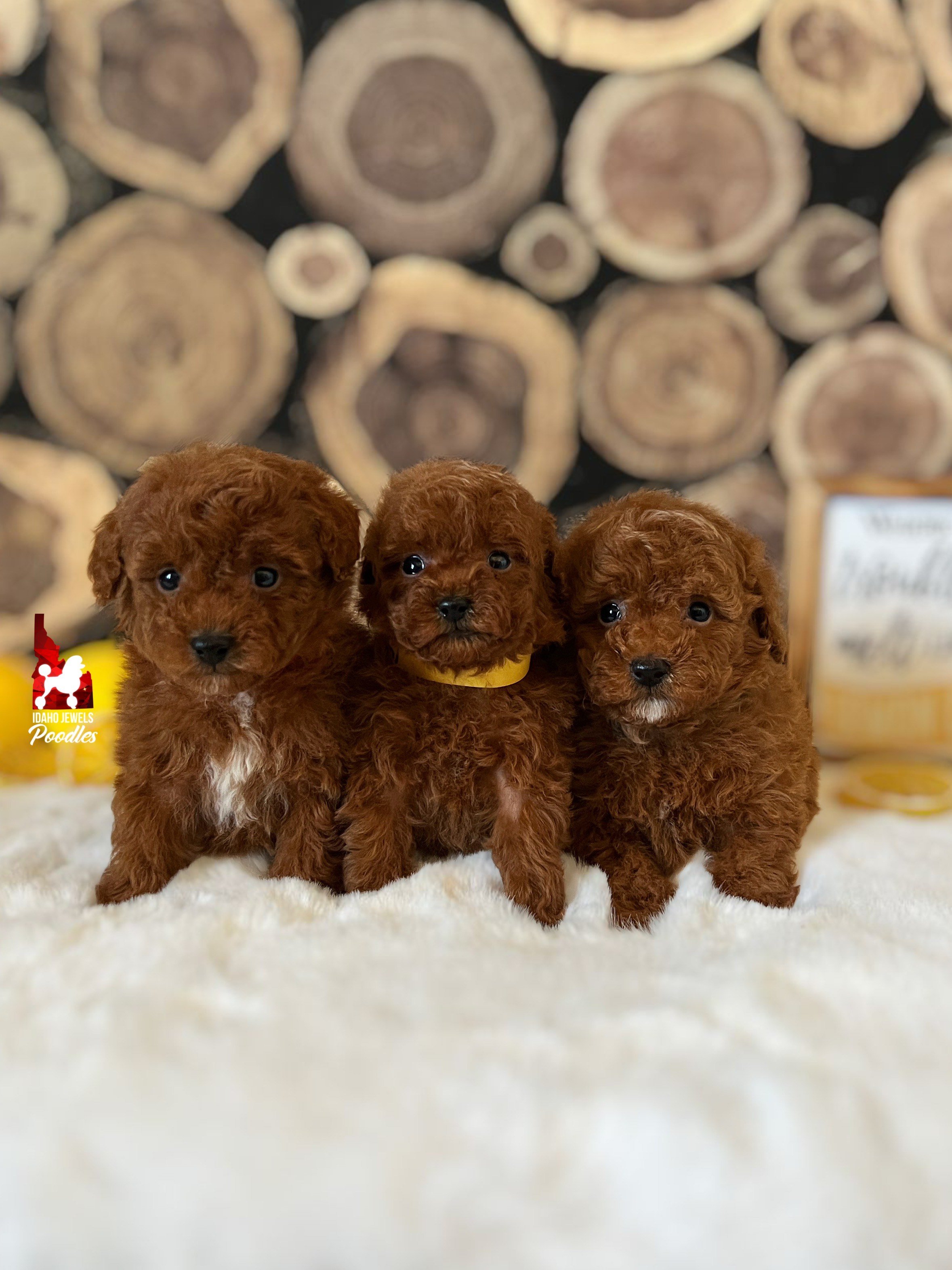 Magic.Durango S25.jpeg