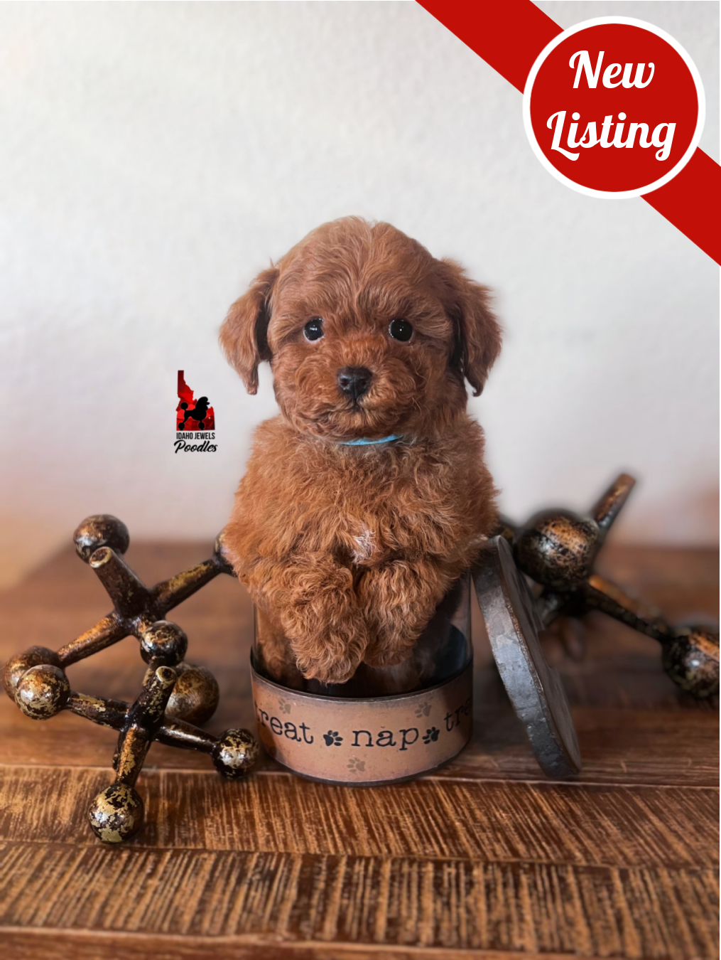 Soda, Red Toy Poodle Boy~ Pet