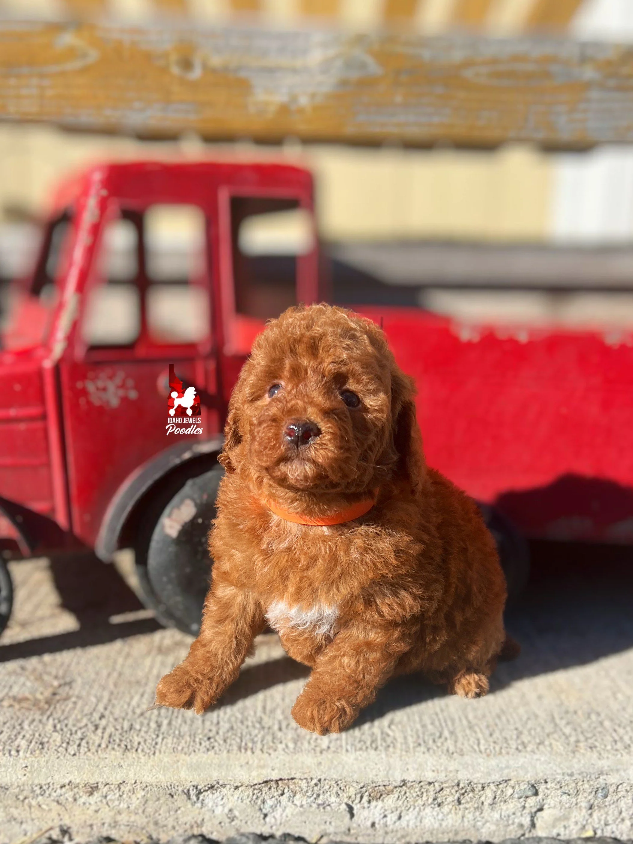 Zia - 6 wks (1).jpeg