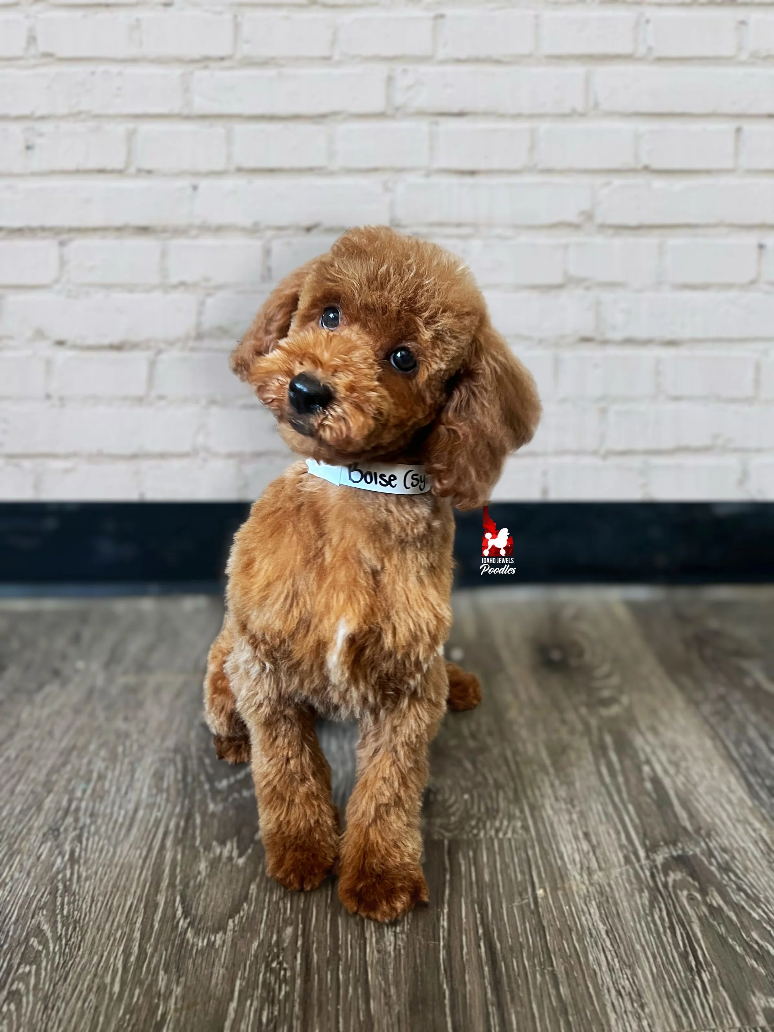 Boise, Dark Red w/ White Markings Mini Poodle Boy~ Pet