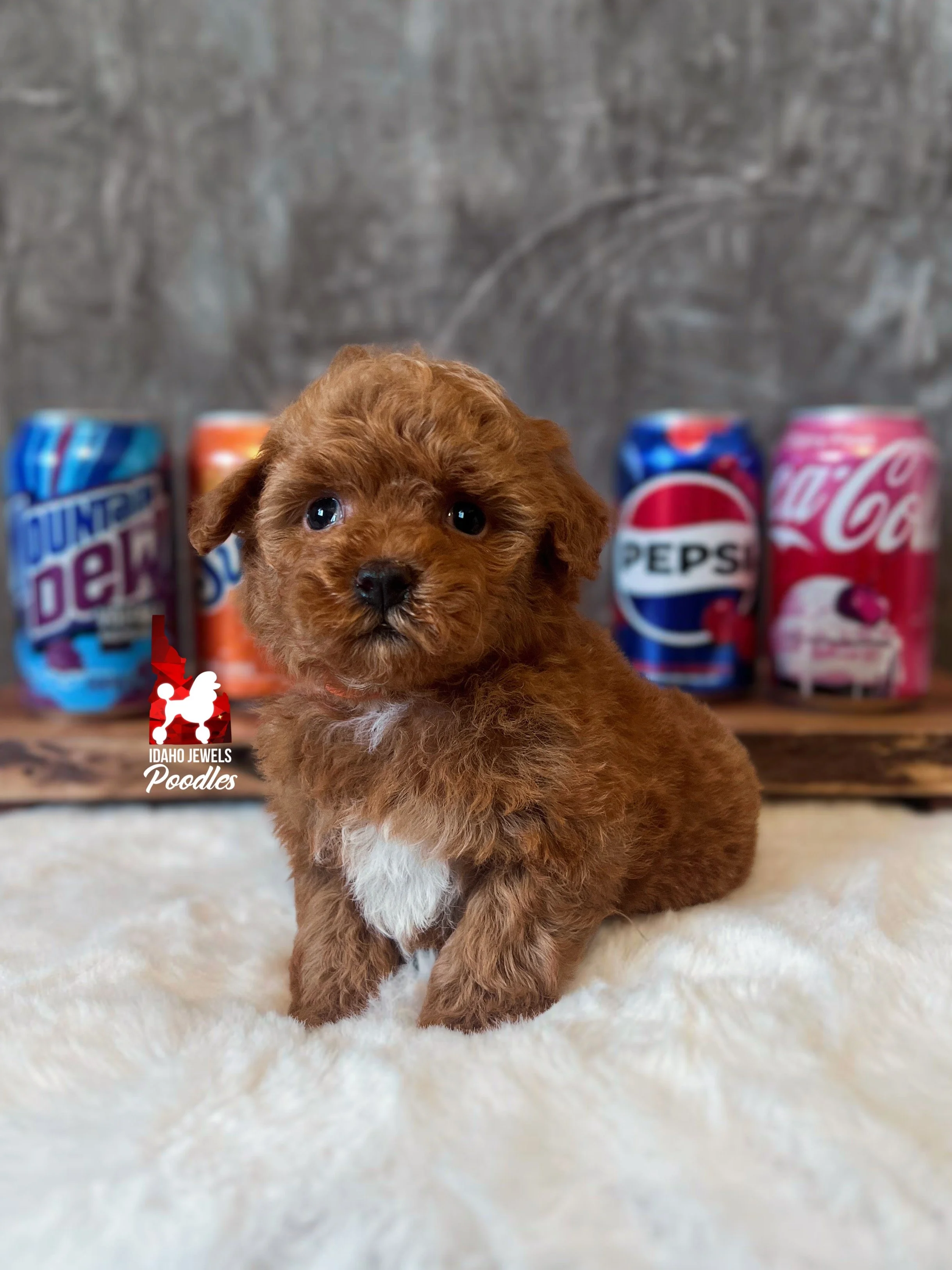 Pop - 6 wks (1).jpg
