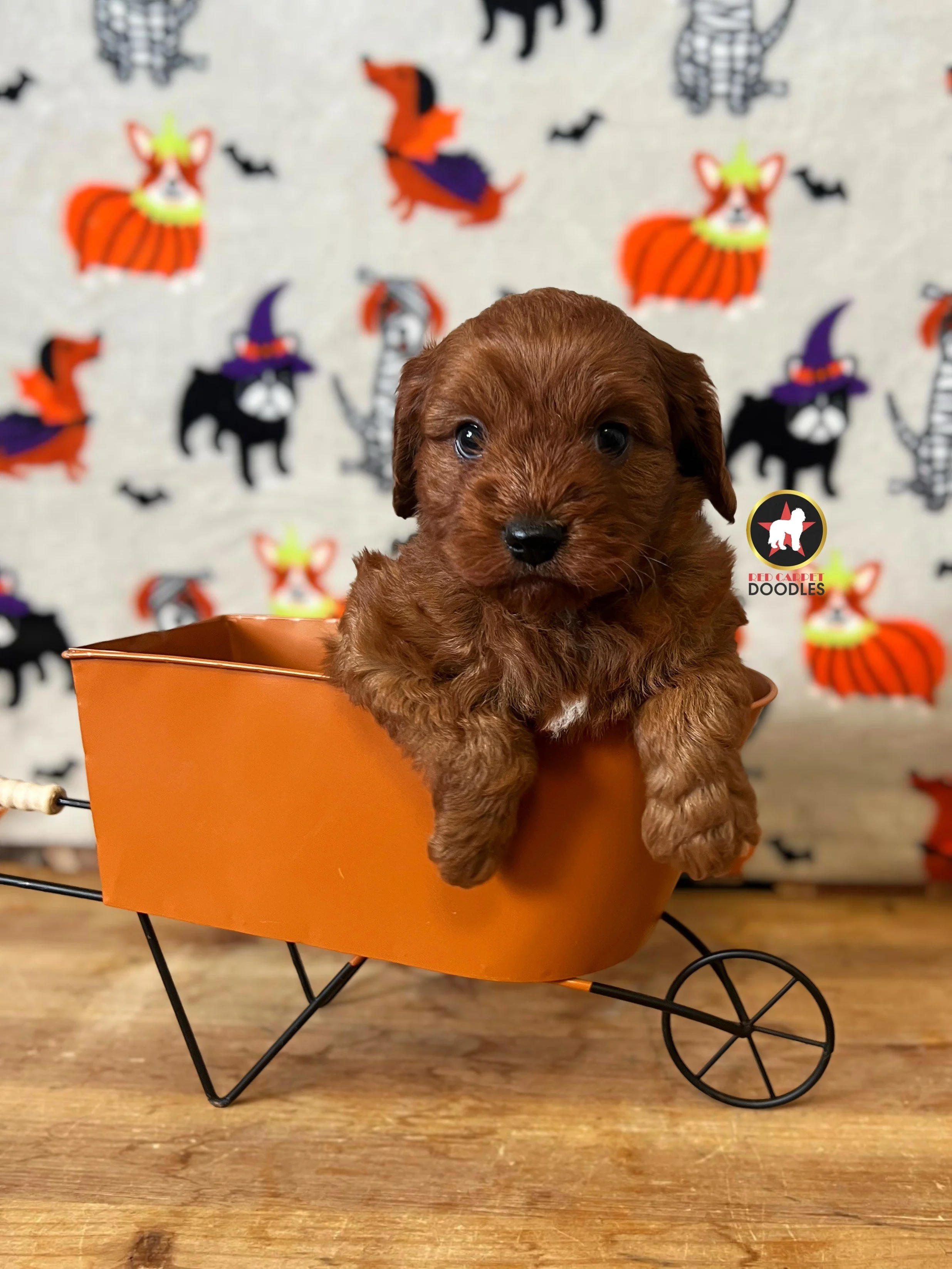 Rolo - 6 wks.jpeg