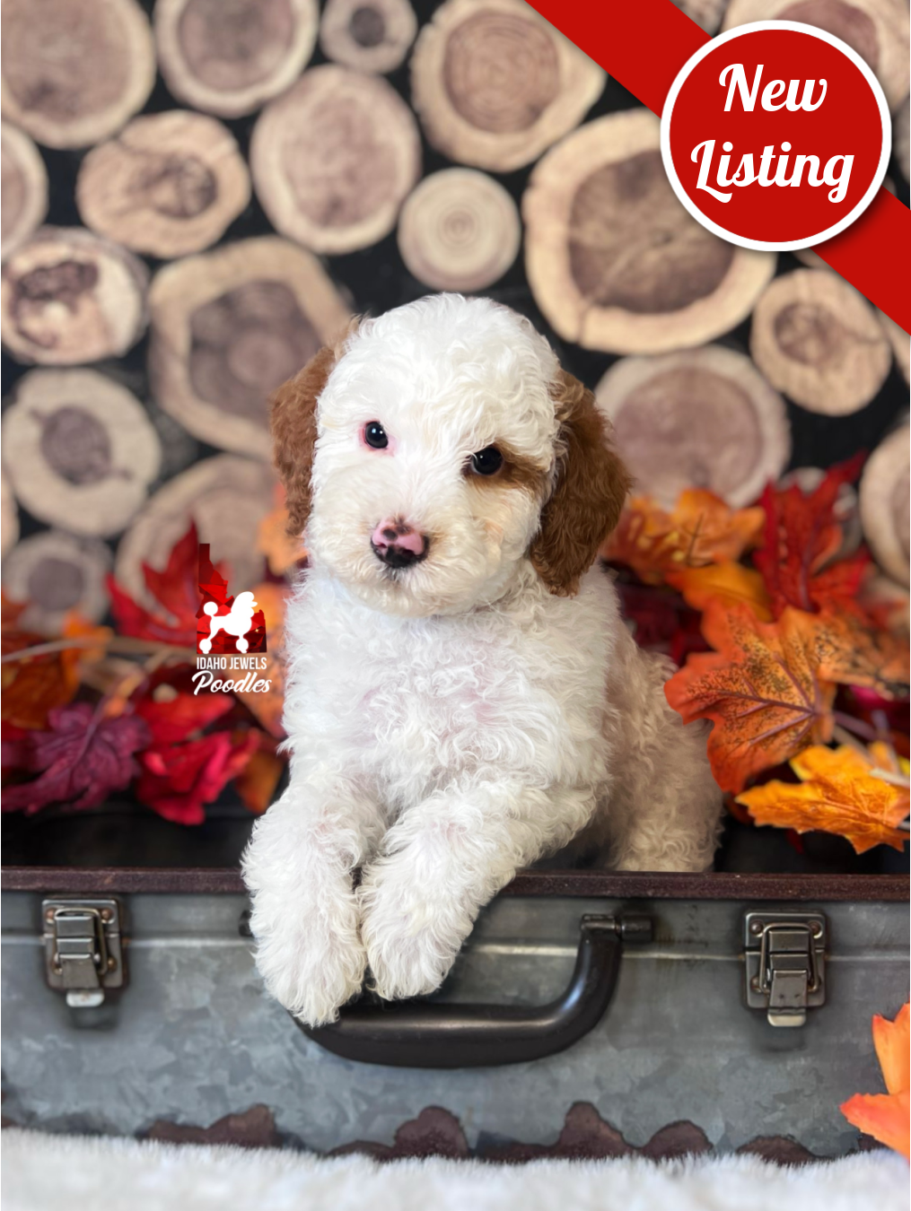 Scrabble, Red Parti Moyen-Sized Poodle Boy~ Pet