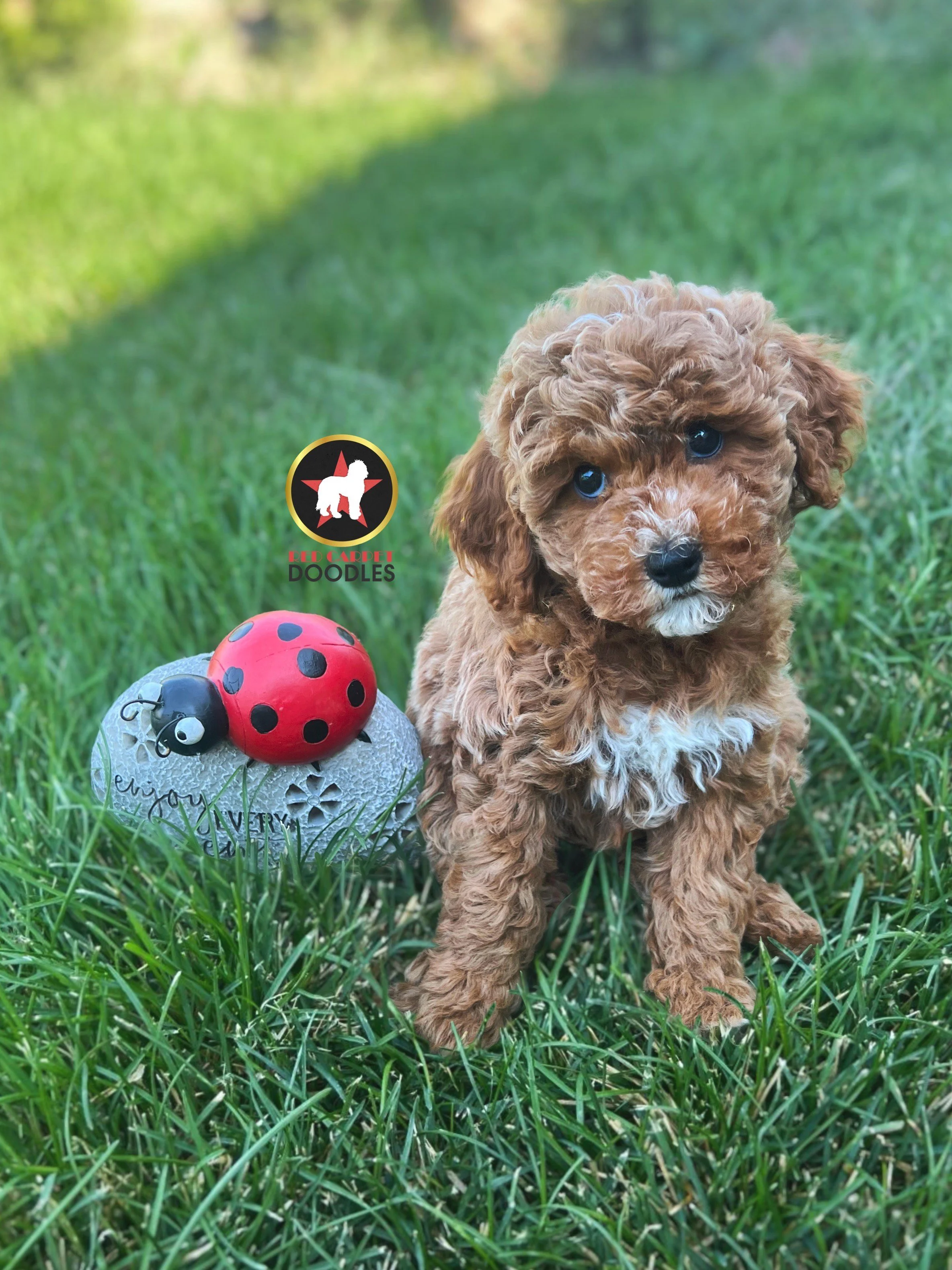 Amy - 8 wks.jpeg