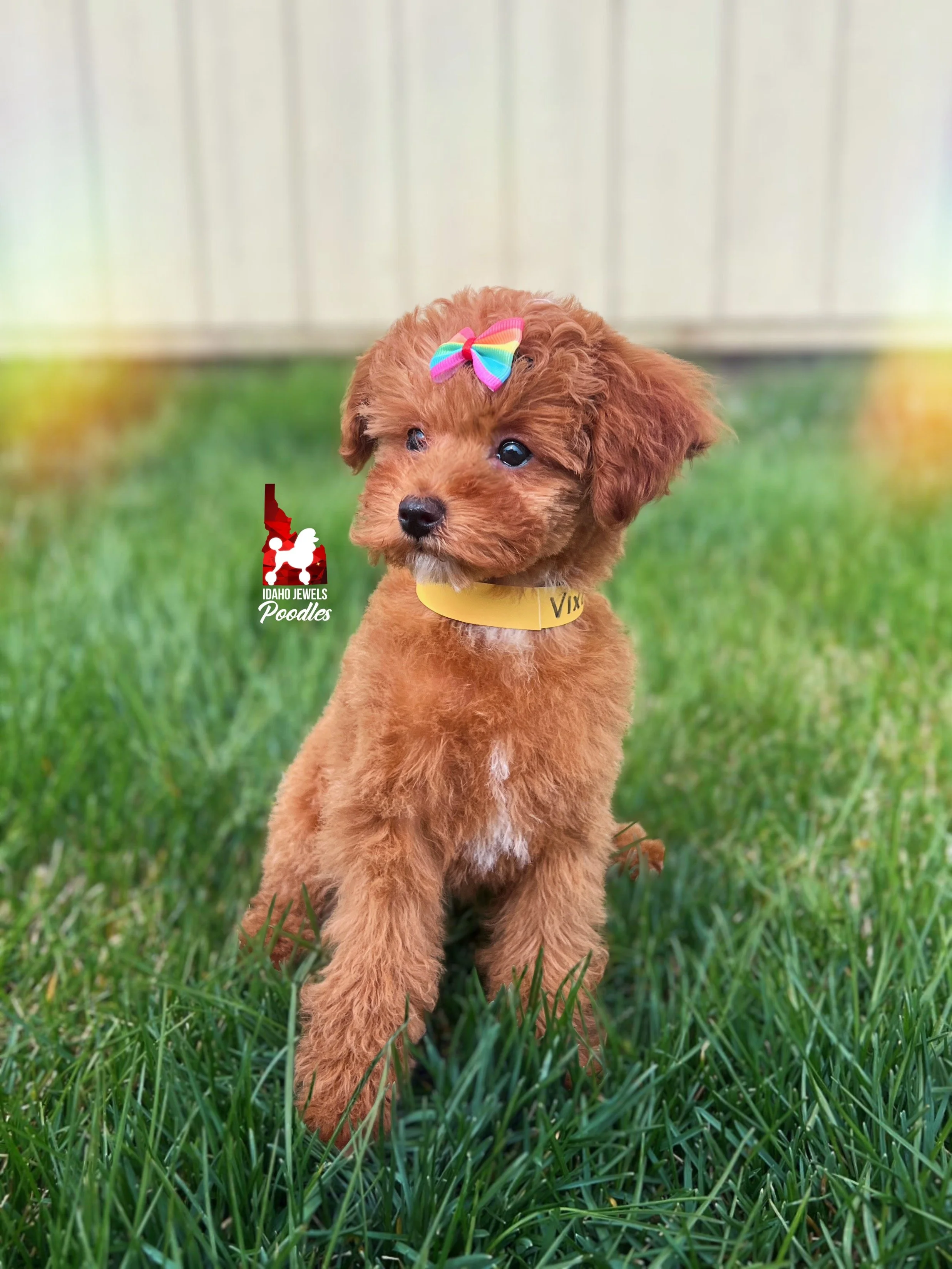 Vixen - 12 wks (2).JPG