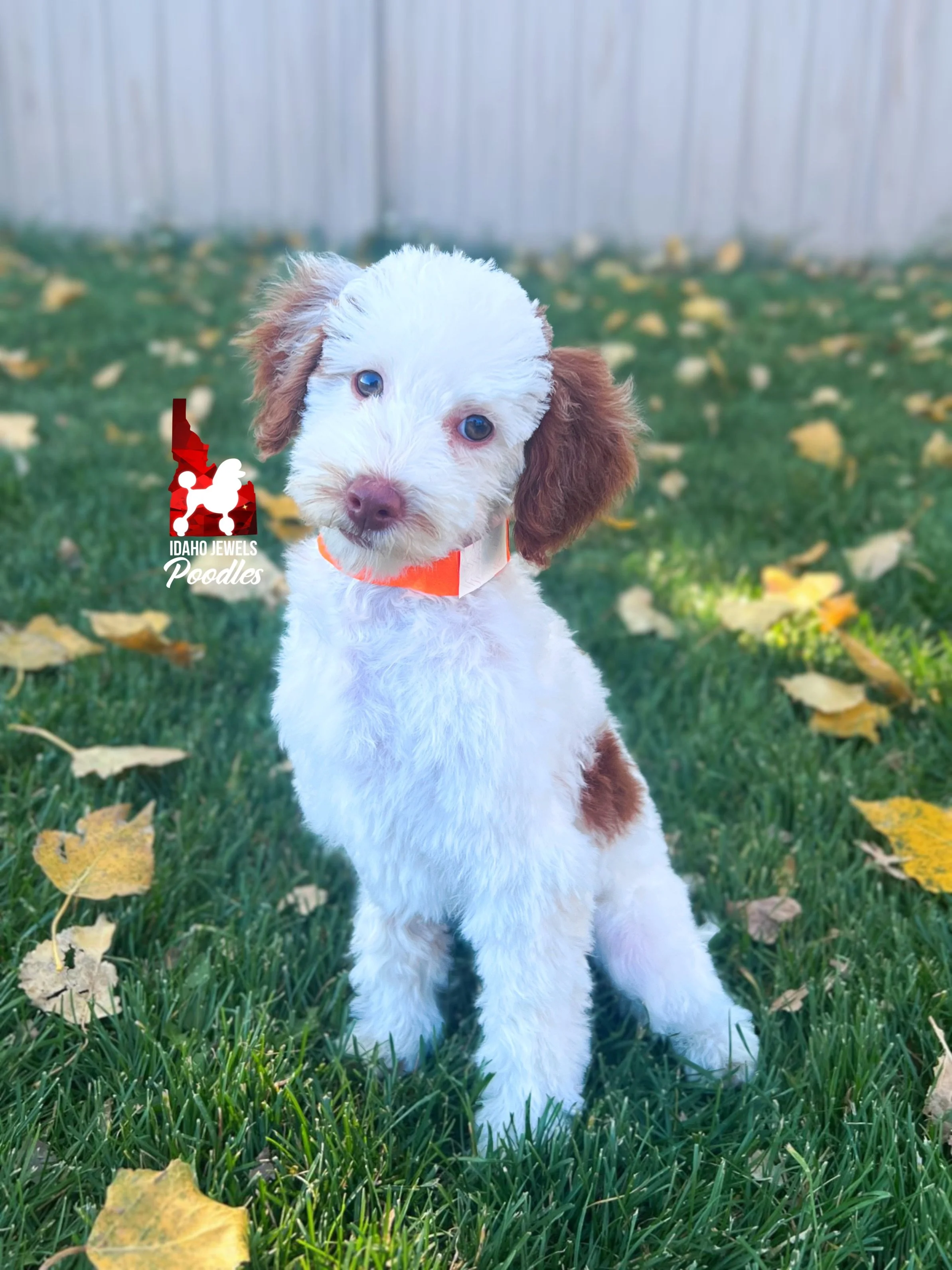 Nutmeg - 12 wks-2.jpg