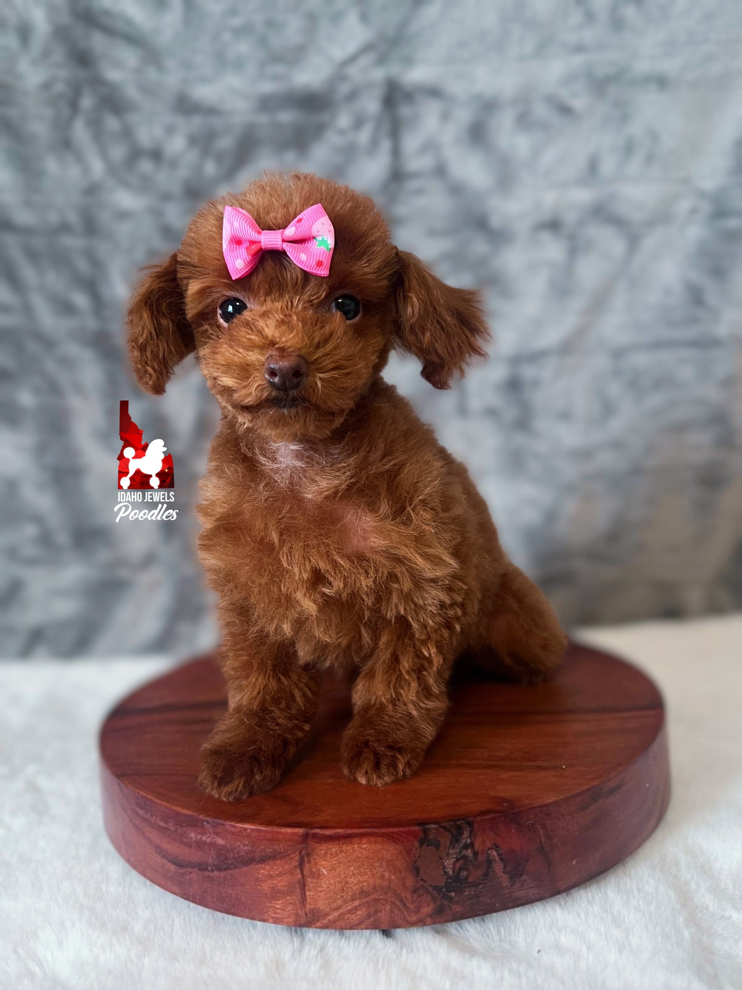Posie, Red "Teacup" Toy Poodle Girl ~ Pet