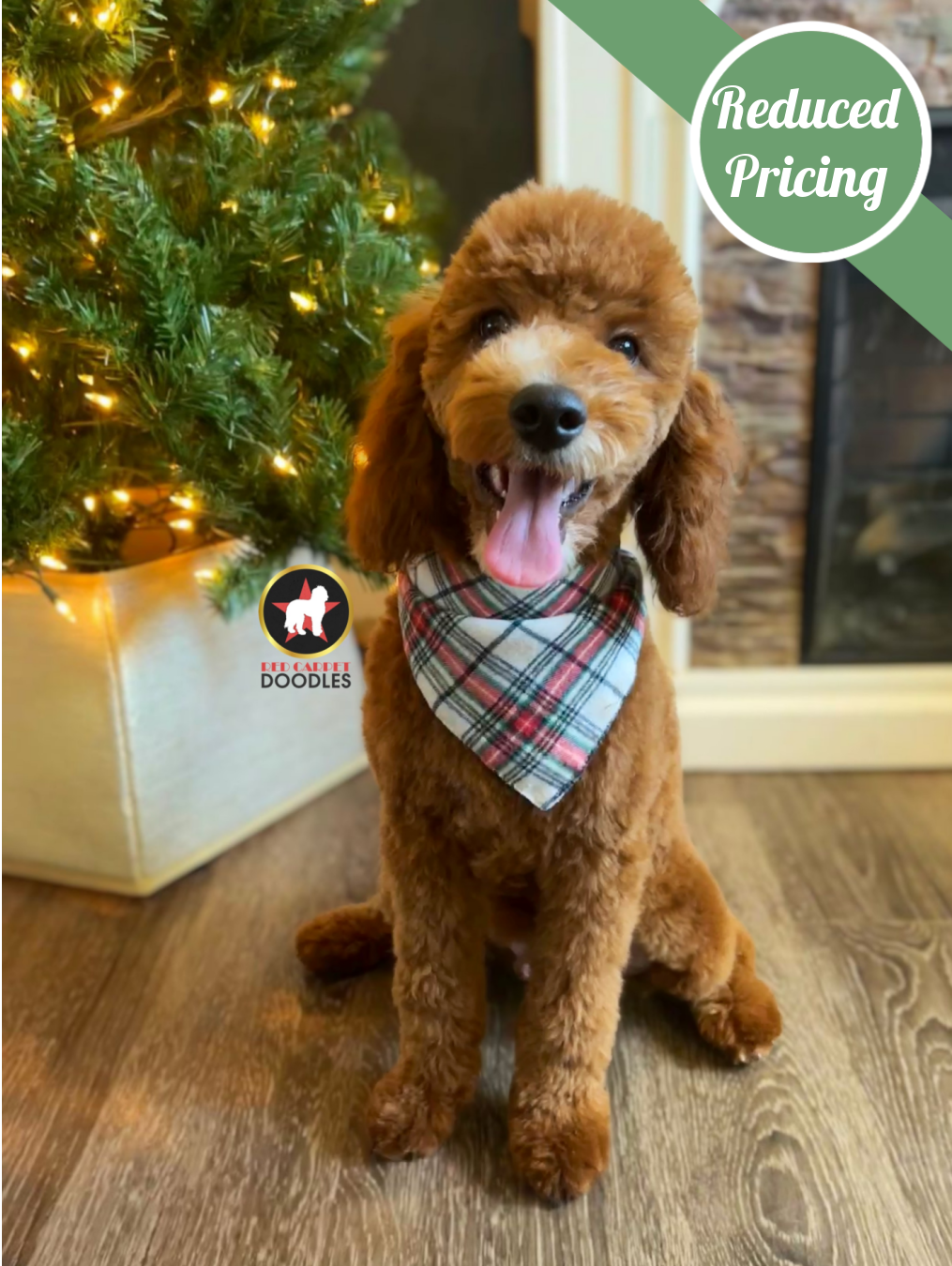 Jake, Red F1b Cavapoo Boy ~ Breeder or Pet