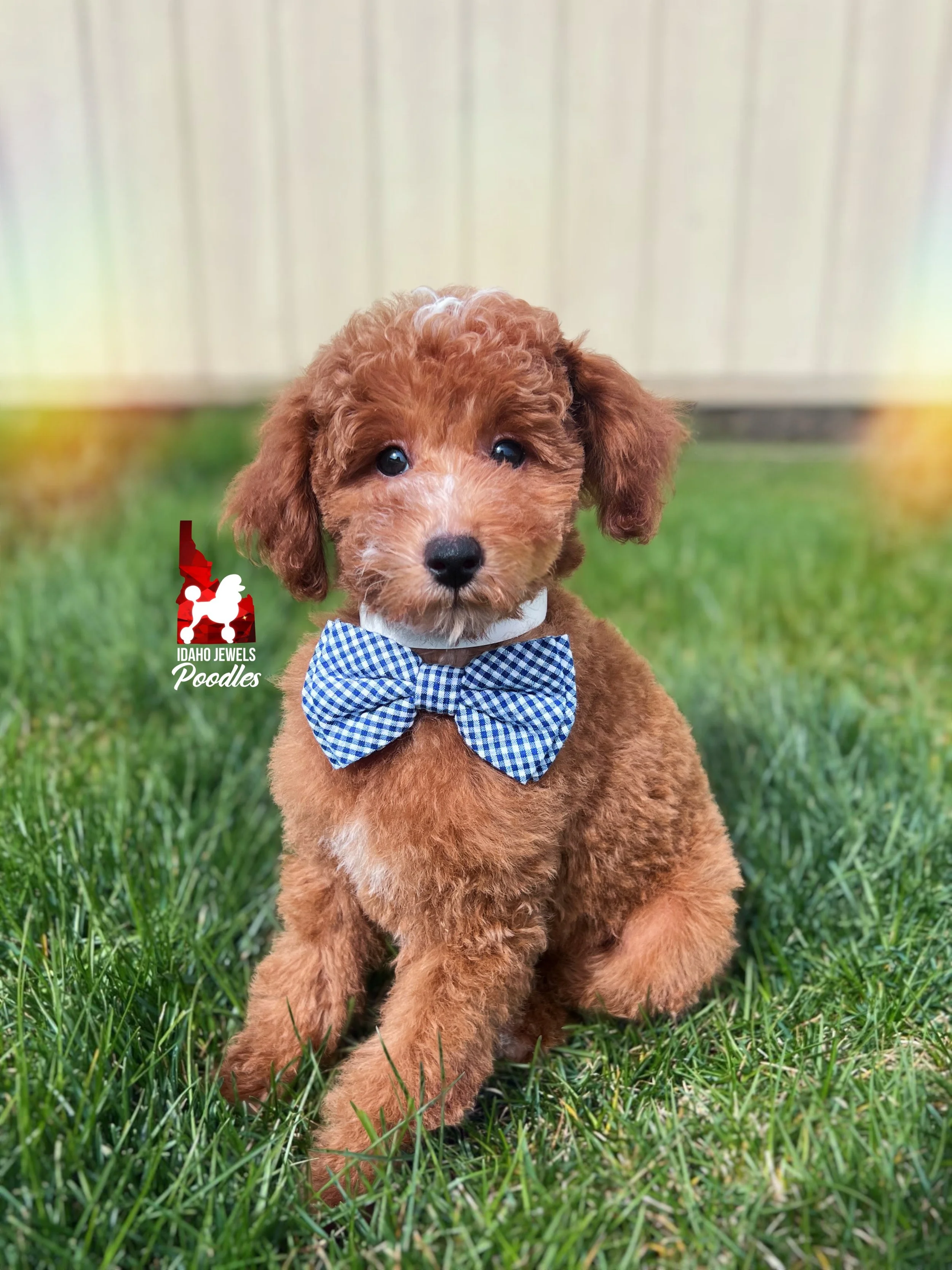 Flash, Red w/ White Mini Poodle Boy~ Pet