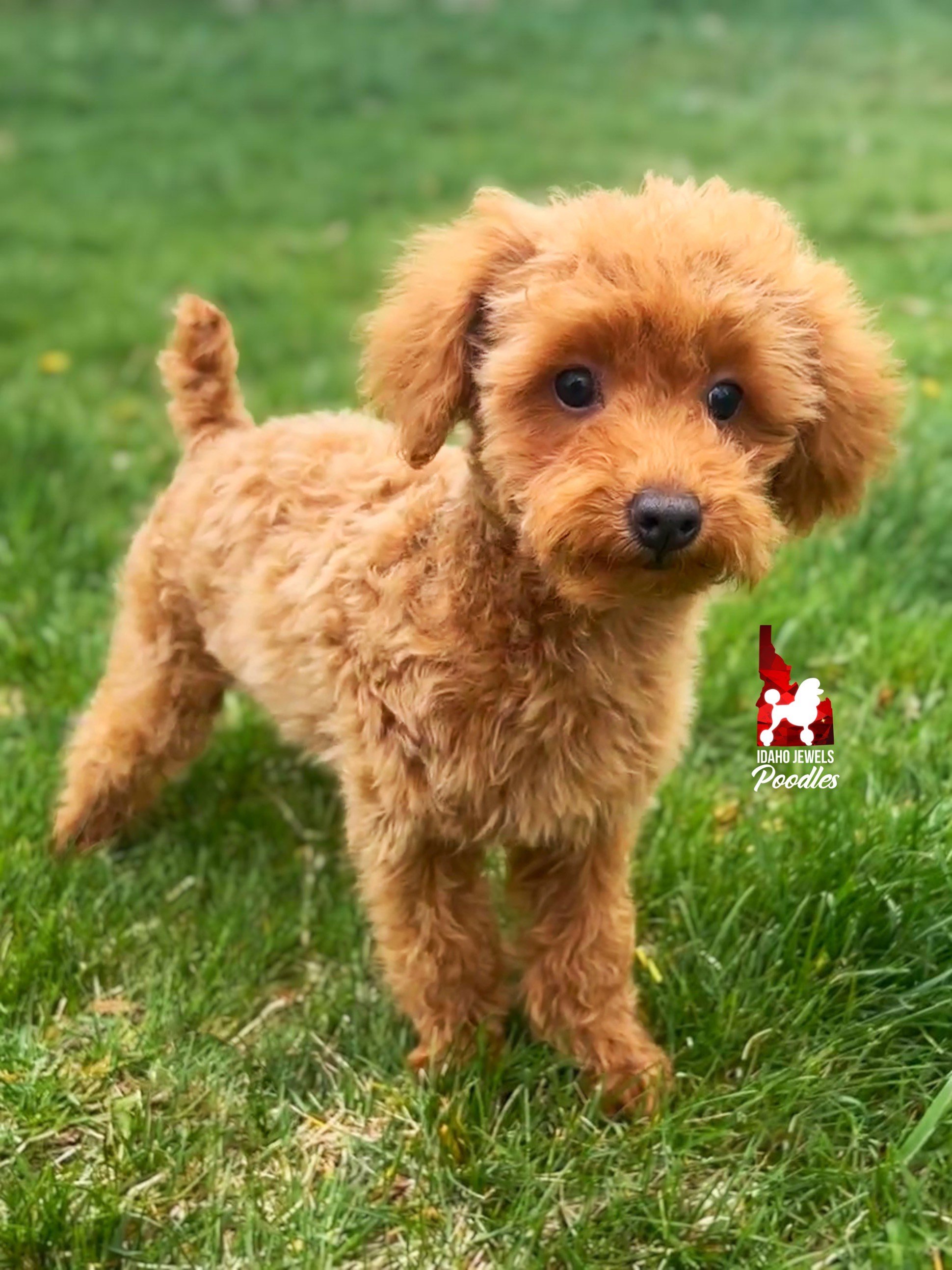 Teddy - 16 wks (5).jpeg