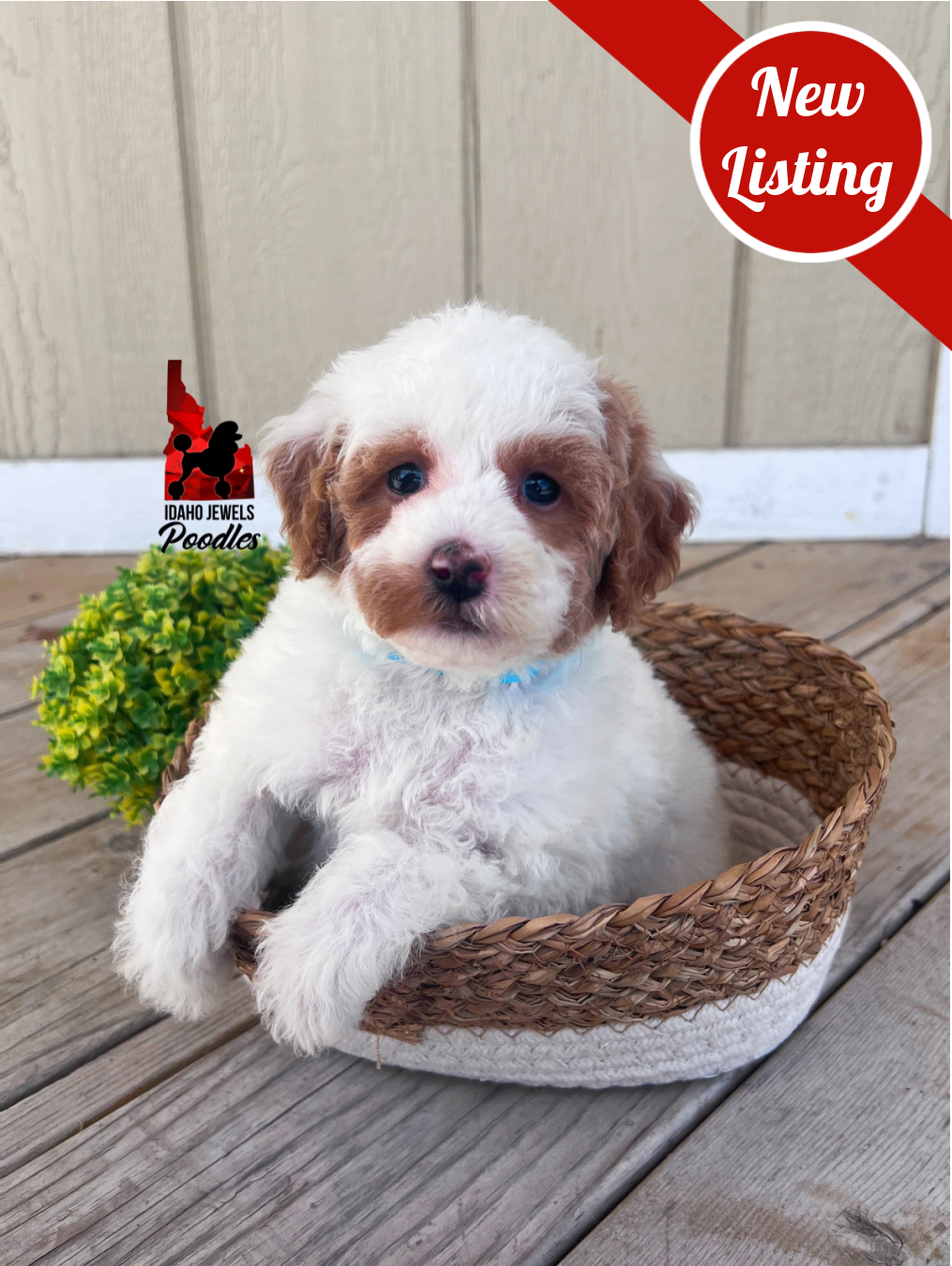 Pongo, Red Parti Mini Poodle Boy~ Pet