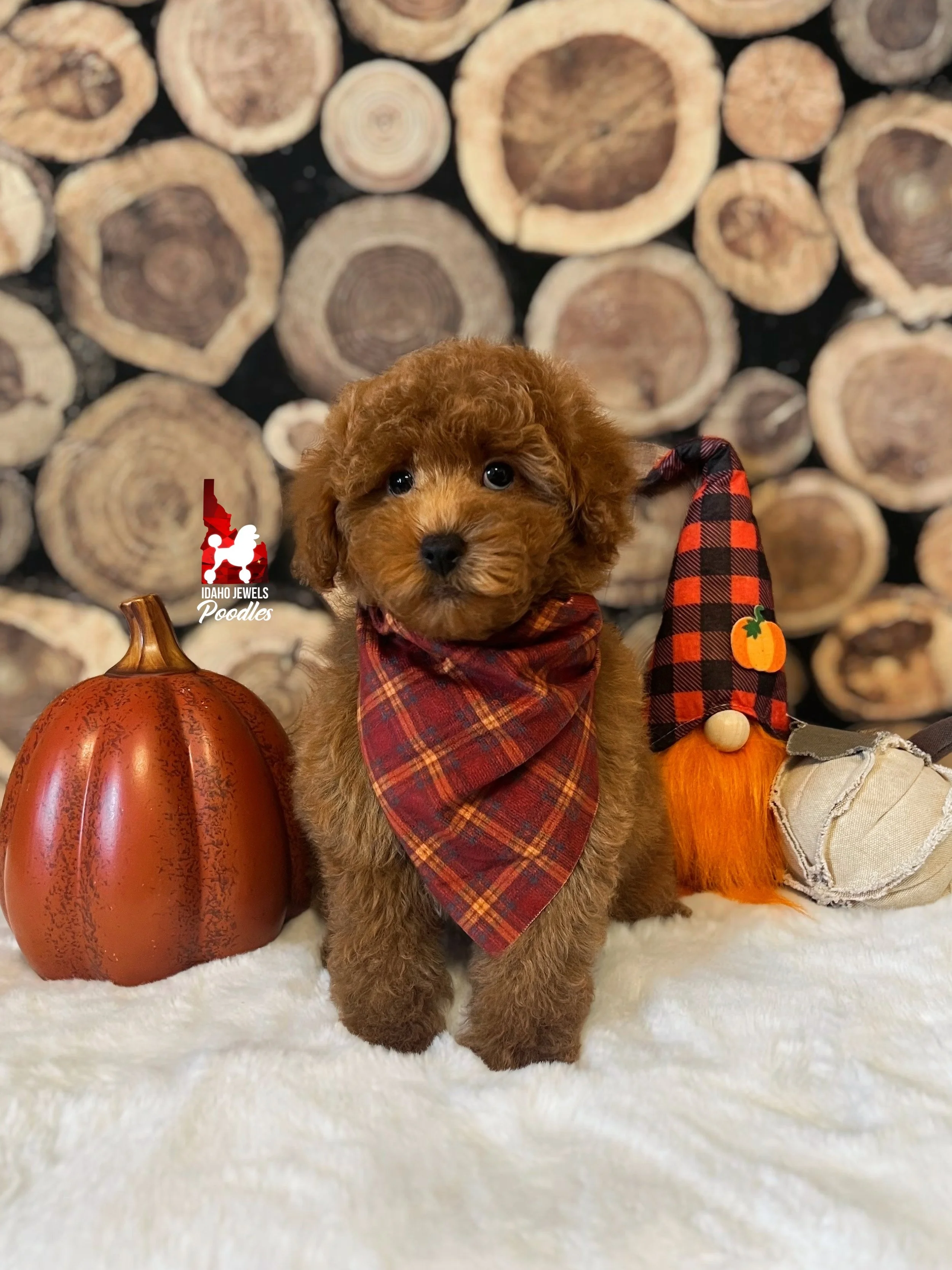 Marshall - 10 wks.jpeg