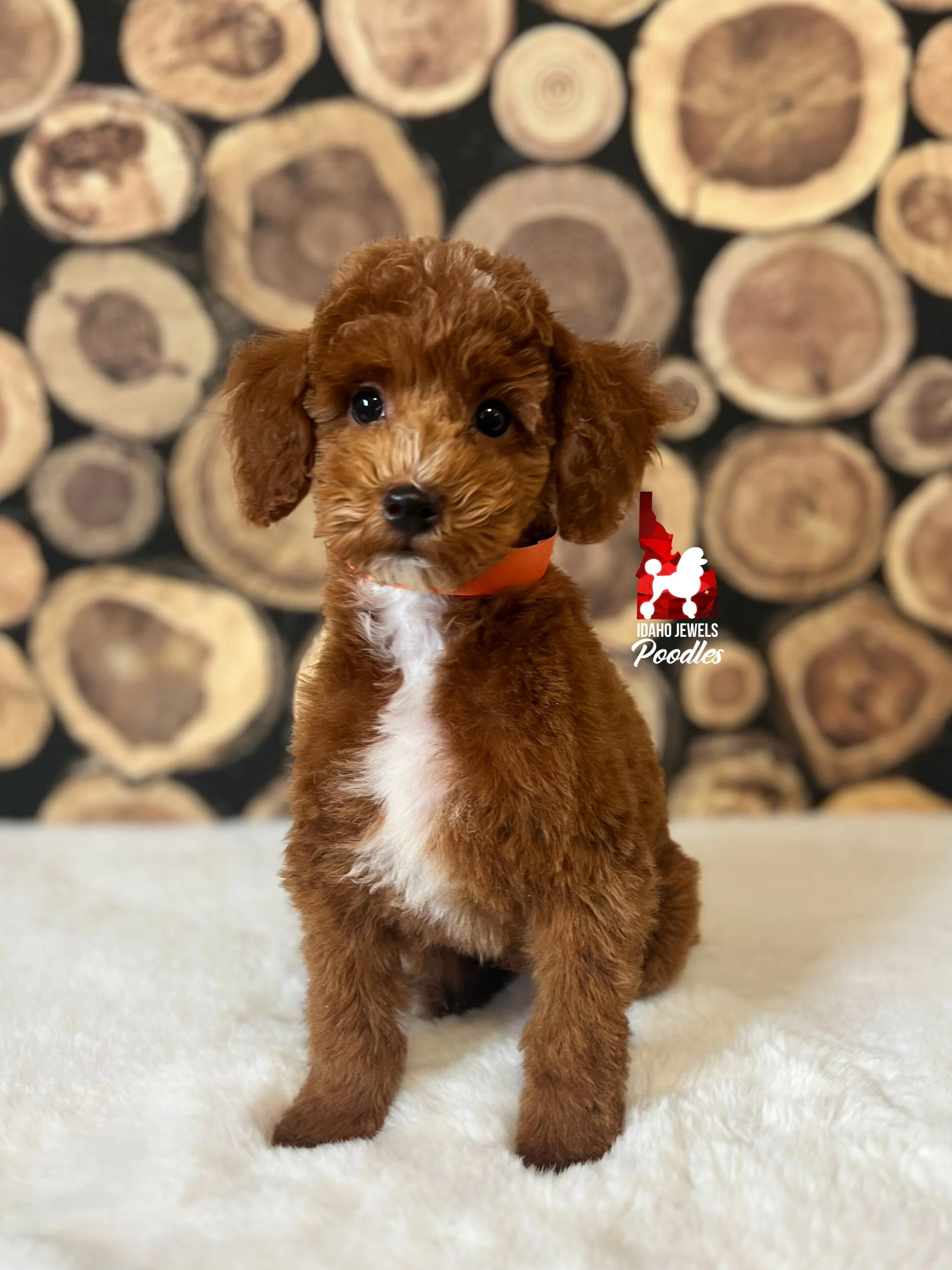 Cedar, Red w/ White Markings Mini Poodle Boy~ Breeder or Pet